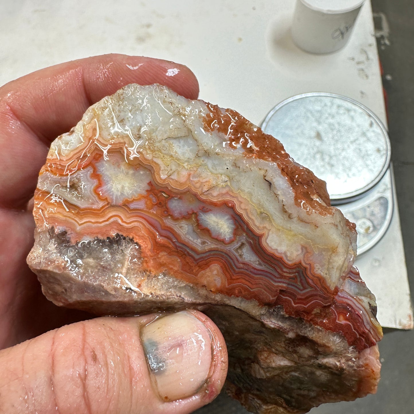 CRAZY LACE AGATE Rough - 1.17 Pounds