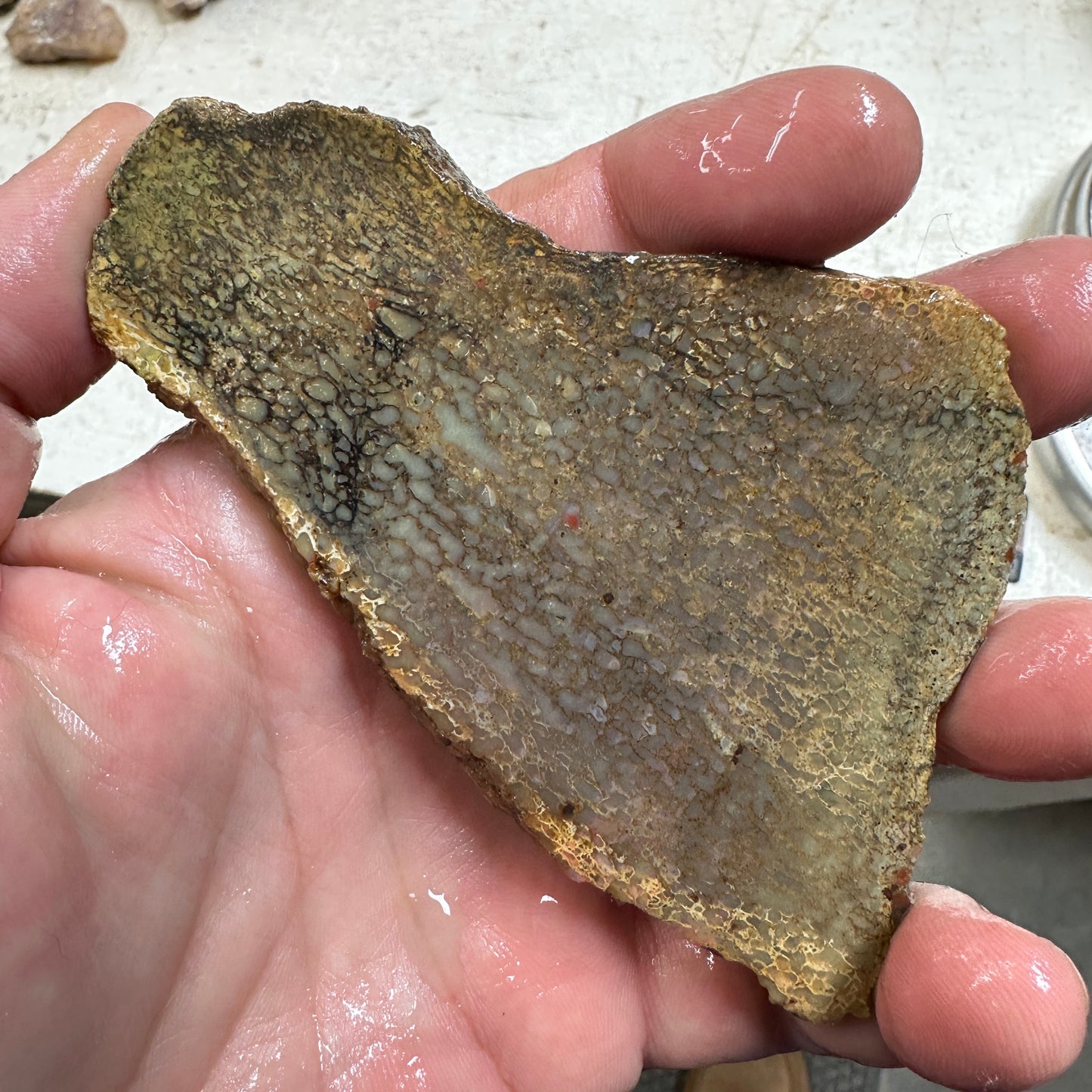 GEMBONE Dinosaur Bone Slab - 88 grams