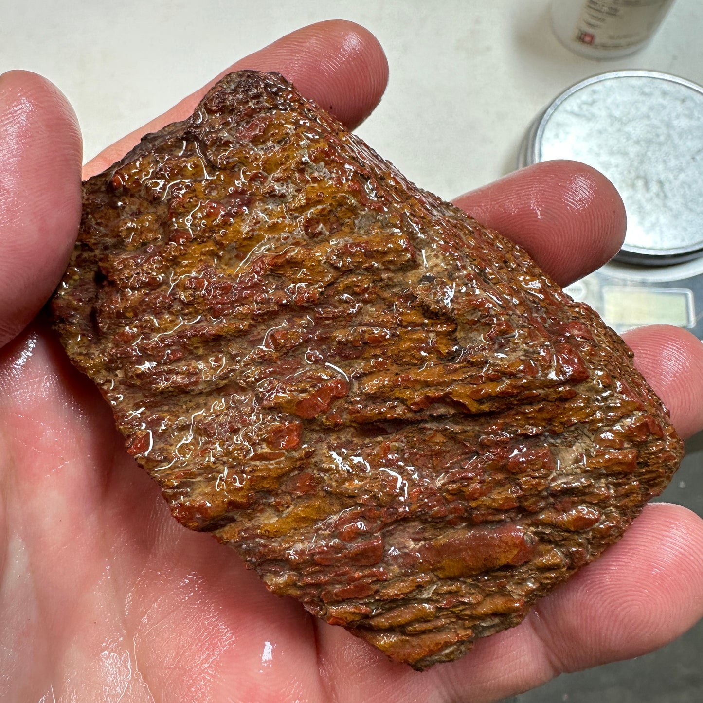 GEMBONE Dinosaur Bone Faced Rough - 8.0 ounces