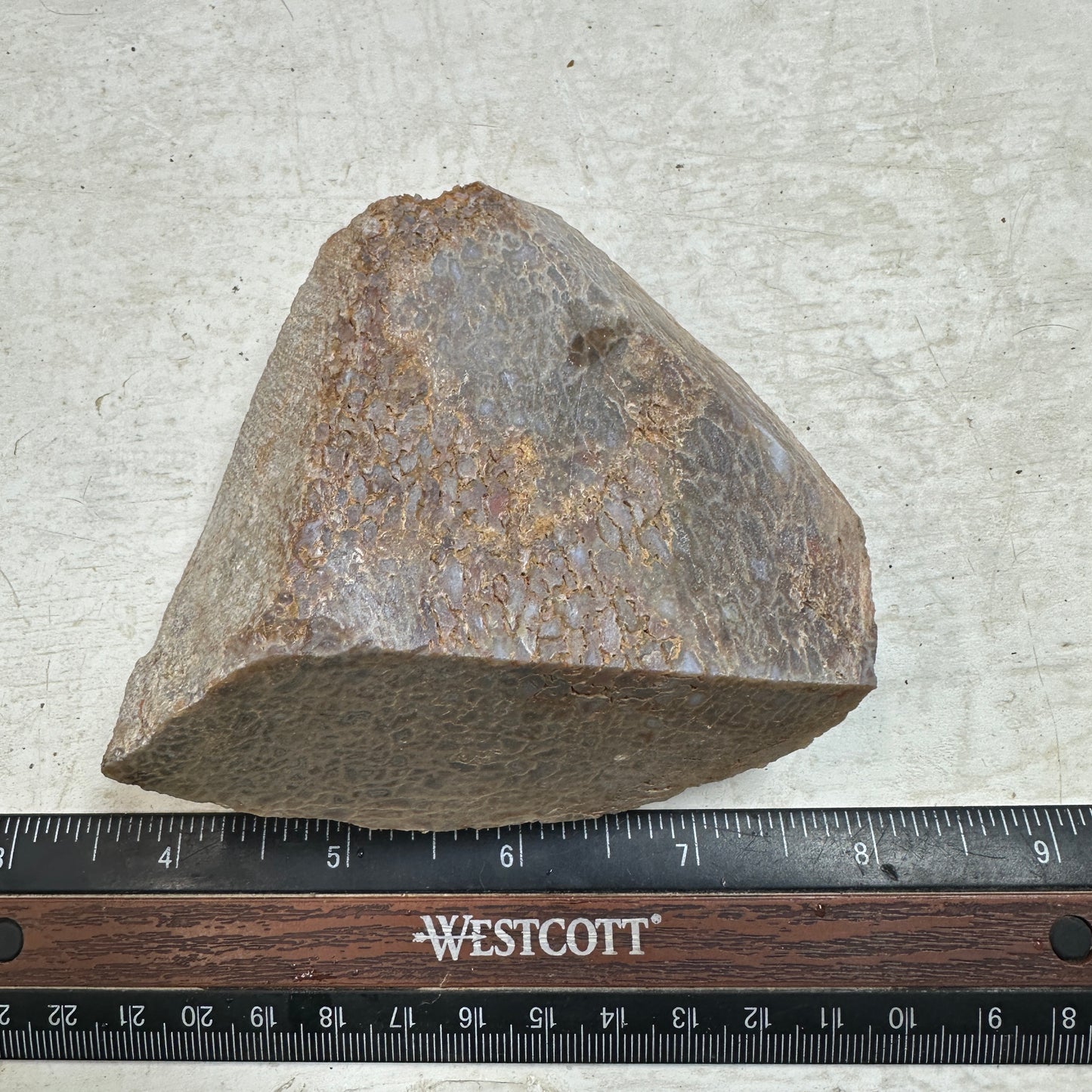 GEMBONE Dinosaur Bone Faced Rough - 0.89 Pounds