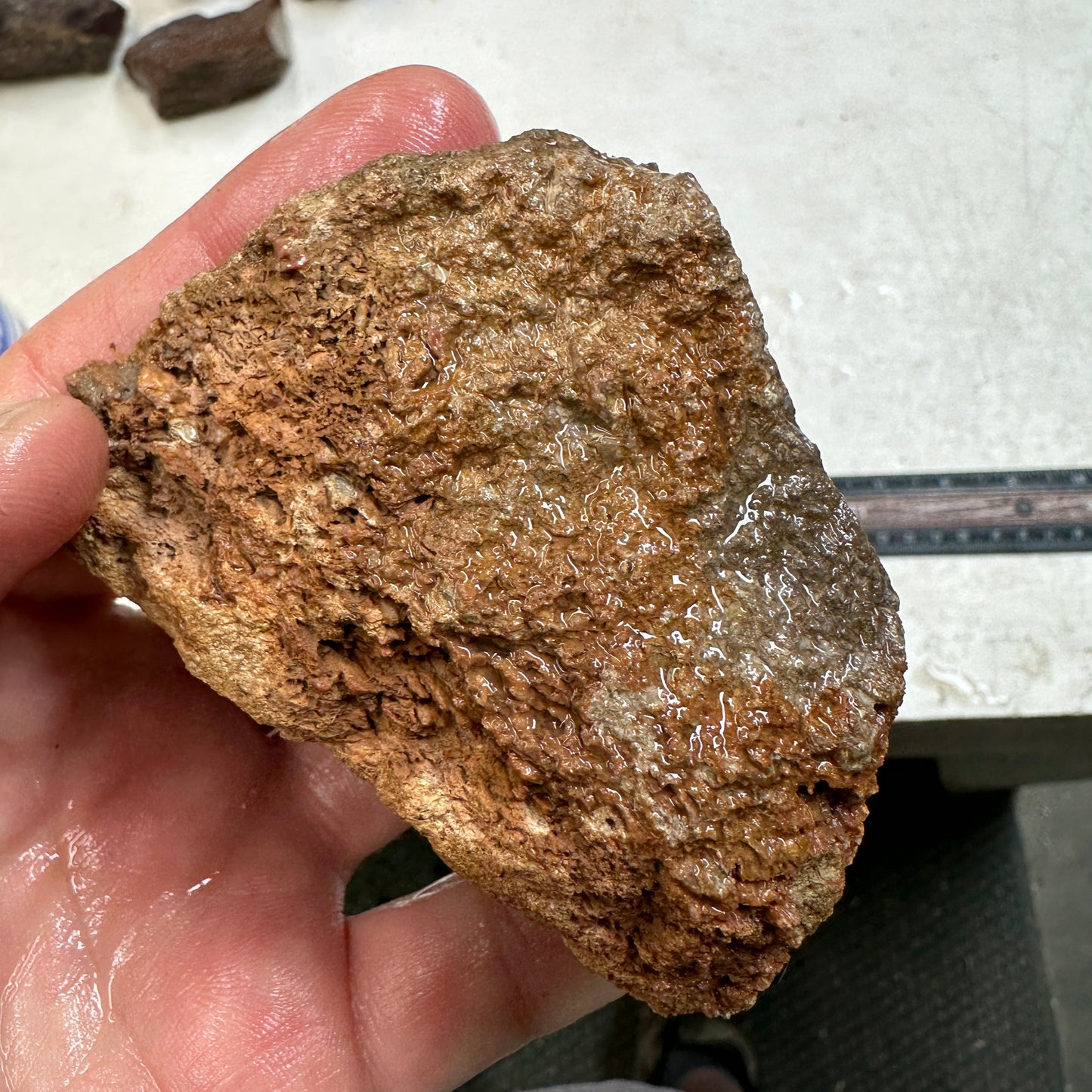 GEMBONE Dinosaur Bone Faced Rough - 10.0 ounces