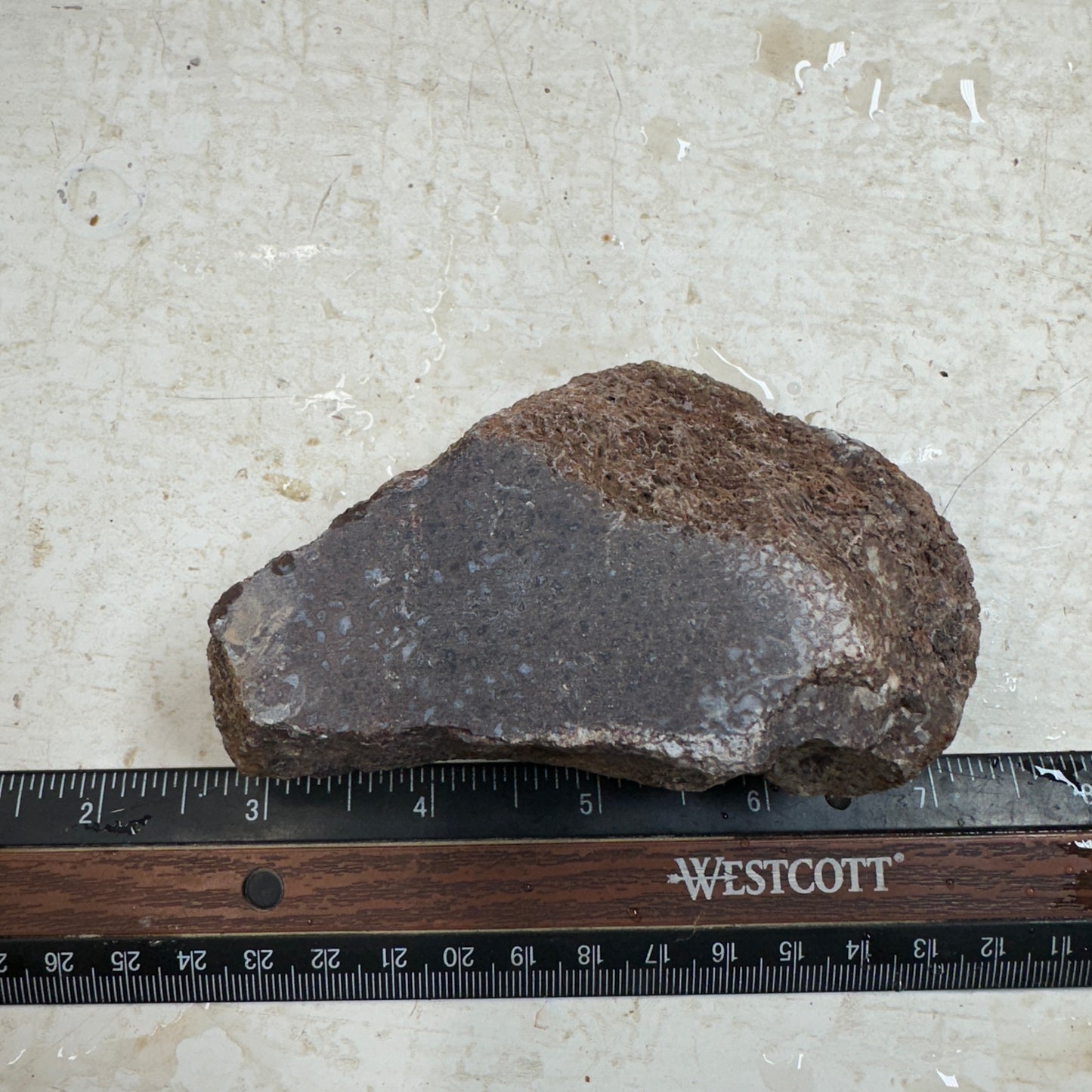 GEMBONE Dinosaur Bone Faced Rough - 0.89 Pounds