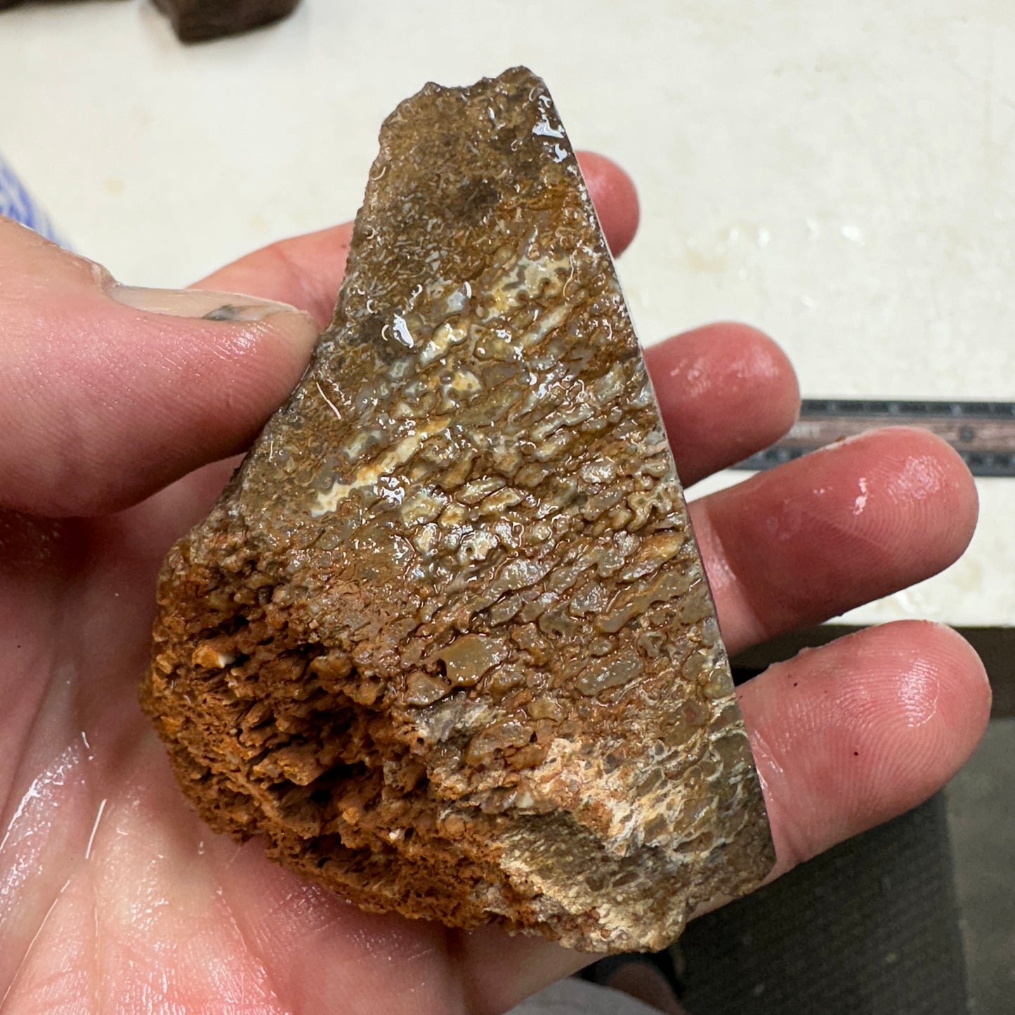 GEMBONE Dinosaur Bone Faced Rough - 10.0 ounces