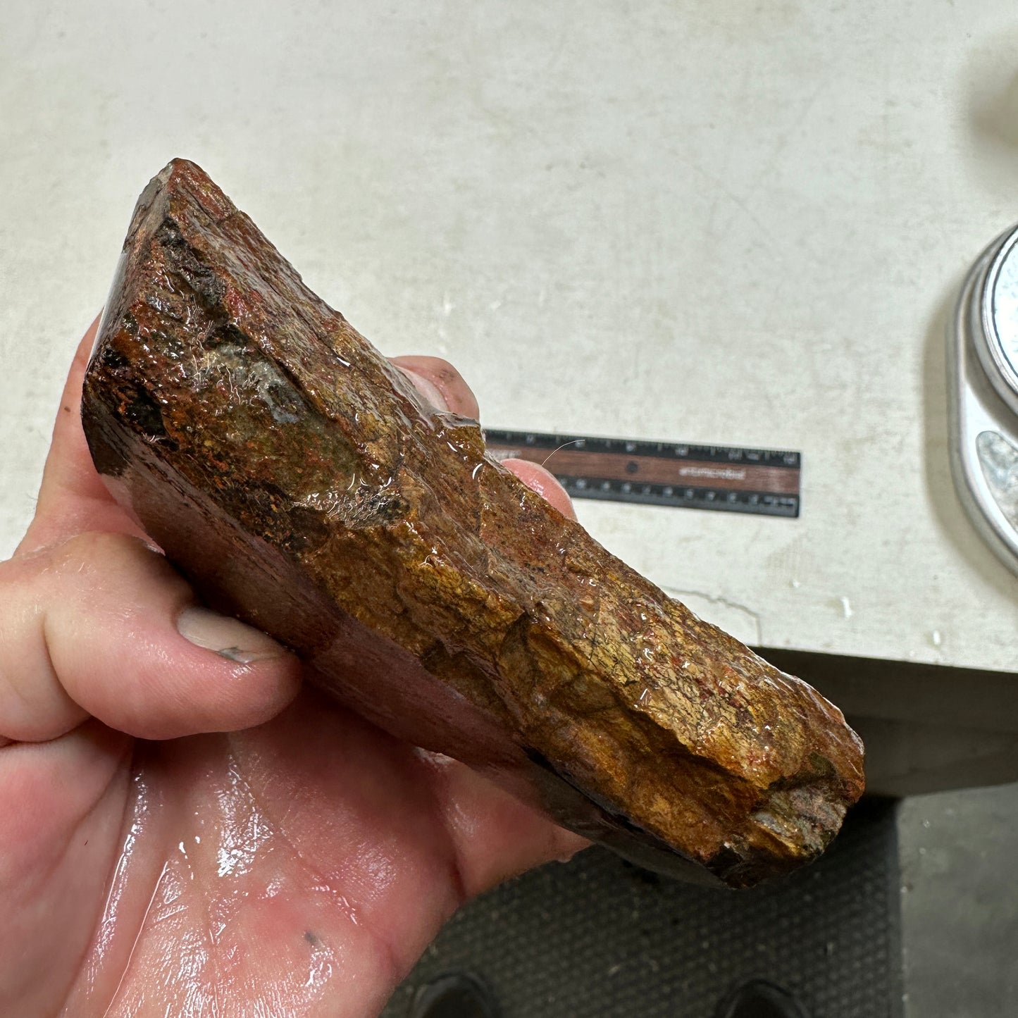 GEMBONE Dinosaur Bone Faced Rough - 16.7 ounces