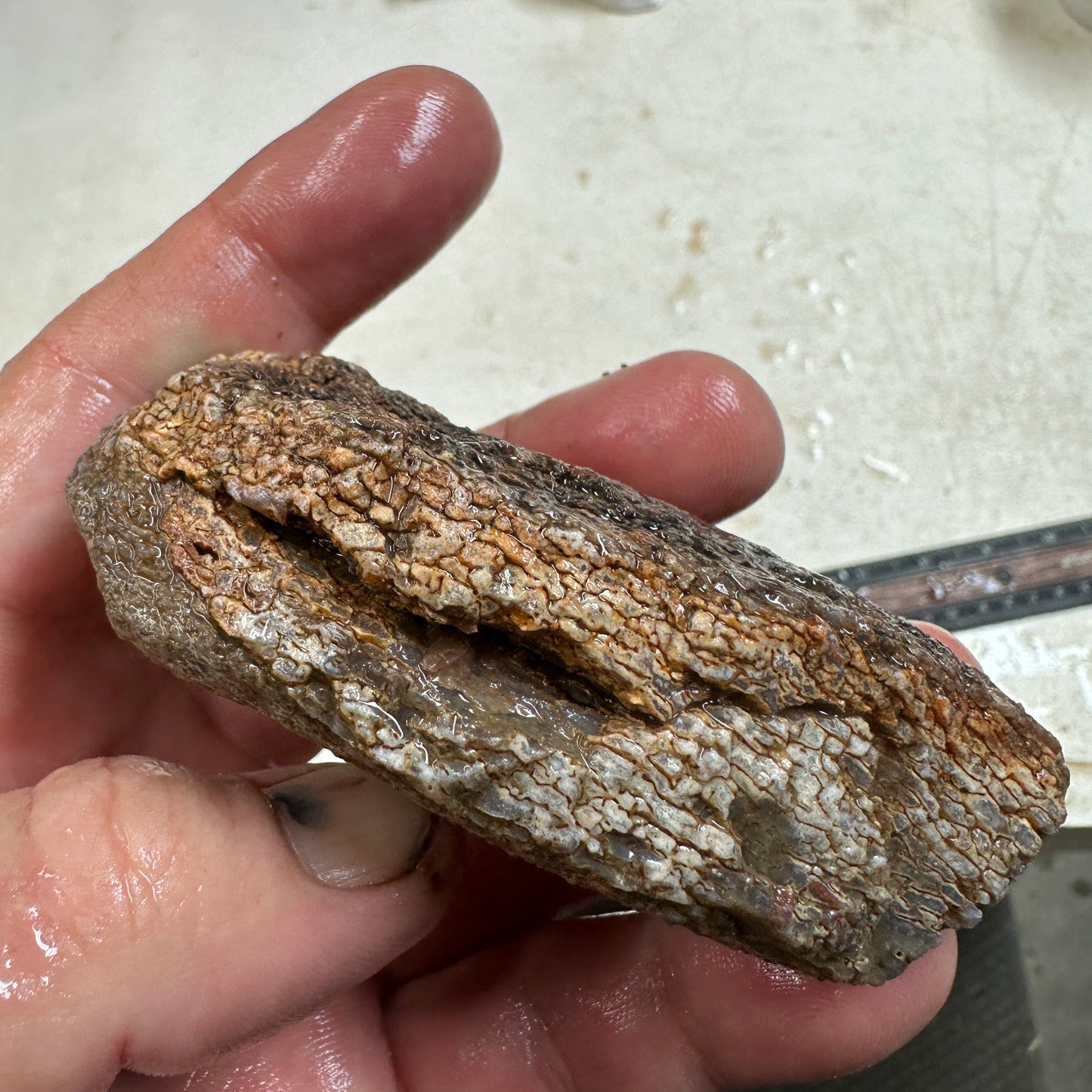 GEMBONE Dinosaur Bone Faced Rough - 0.45 Pounds