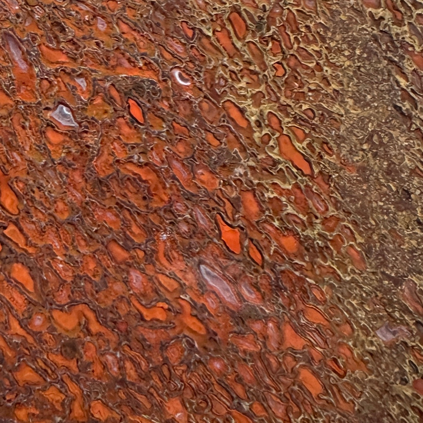 GEMBONE Dinosaur Bone Slab - 110 grams