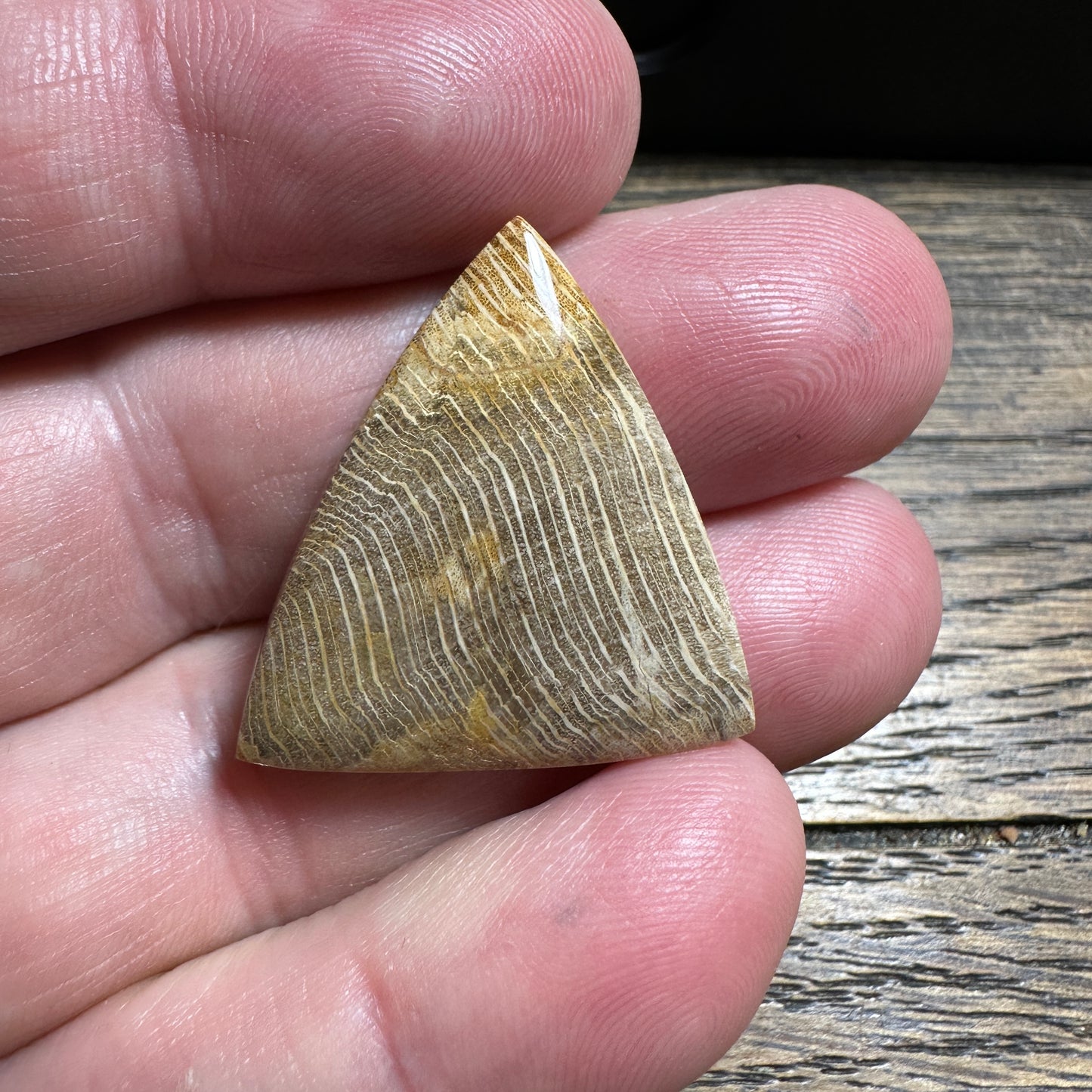 PETRIFIED WOOD cabochon