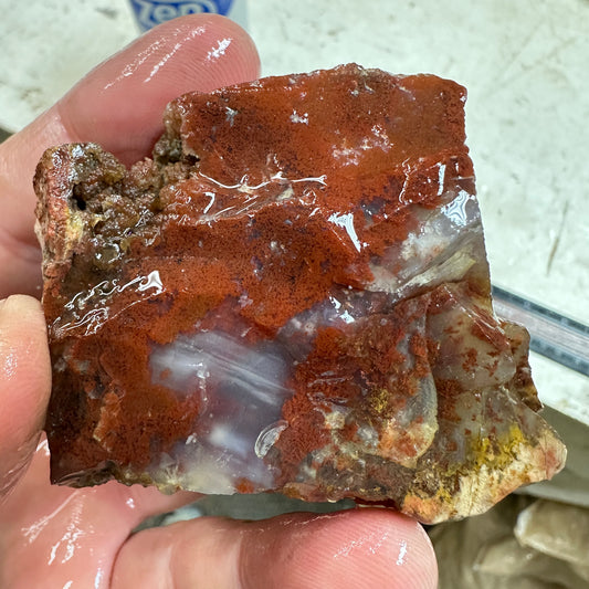 CAREY PLUME AGATE Rough - 4.90oz