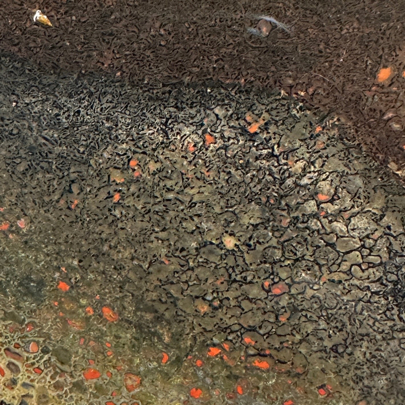 GEMBONE Dinosaur Bone Slab - 133 grams