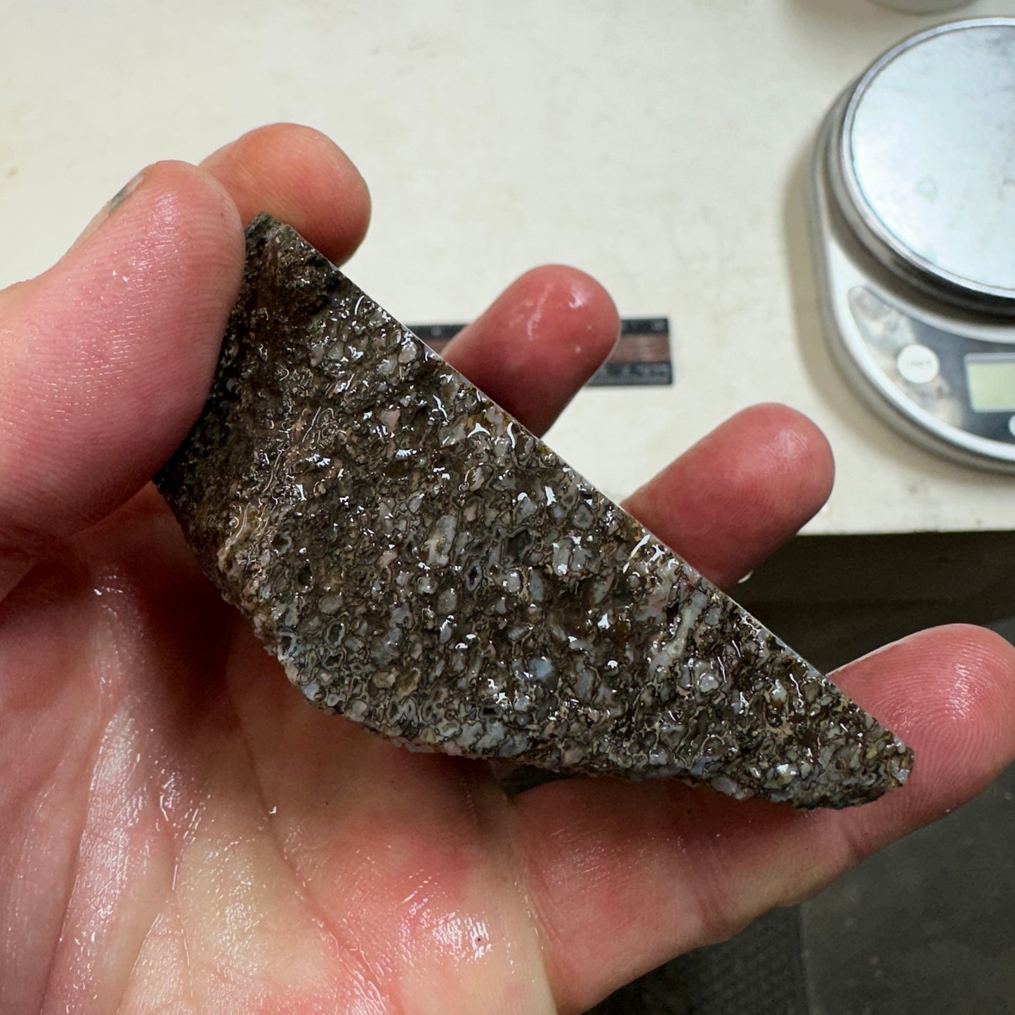 GEMBONE Dinosaur Bone Faced Rough - 9.5 ounces