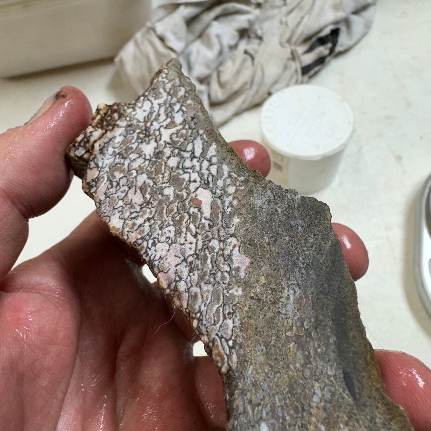 GEMBONE Dinosaur Bone Faced Rough - 0.70 Pounds