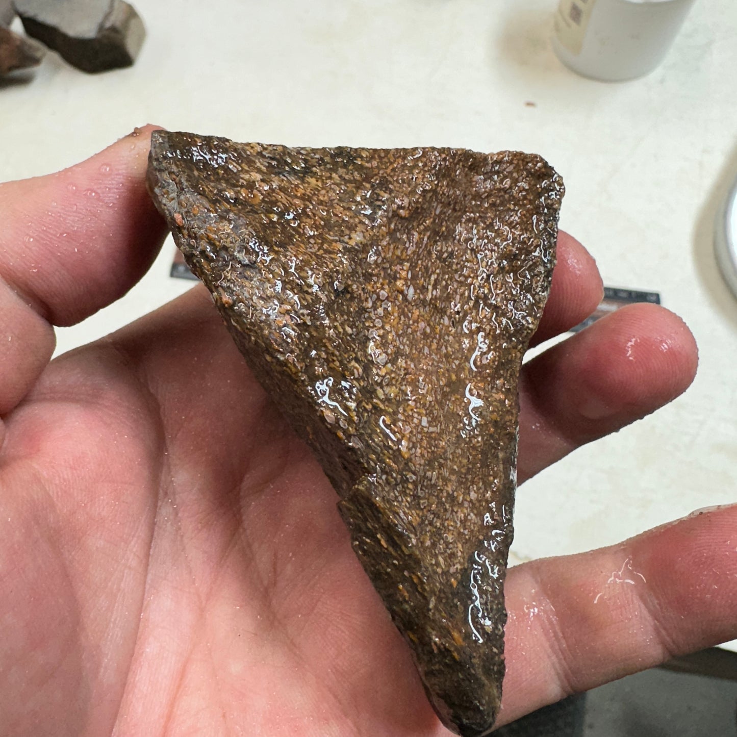 GEMBONE Dinosaur Bone Faced Rough - 0.61 Pounds