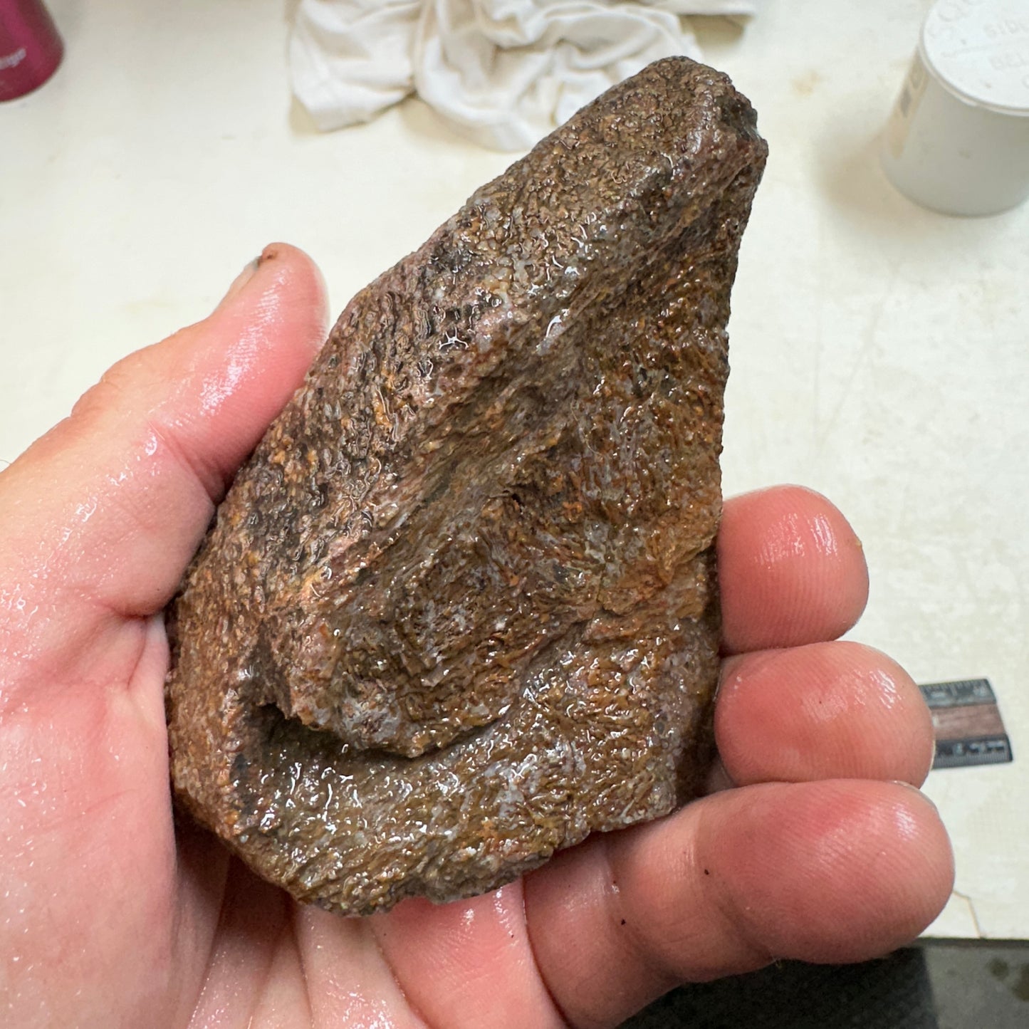 GEMBONE Dinosaur Bone Faced Rough - 0.81 Pounds