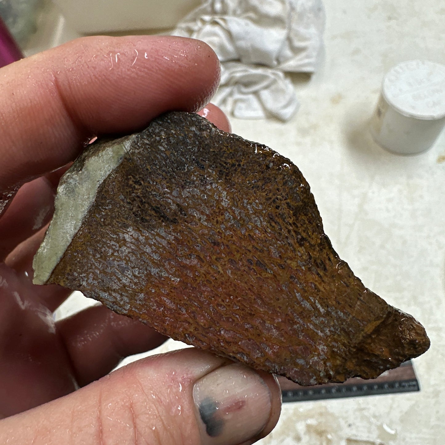 GEMBONE Dinosaur Bone Faced Rough - 0.58 Pounds