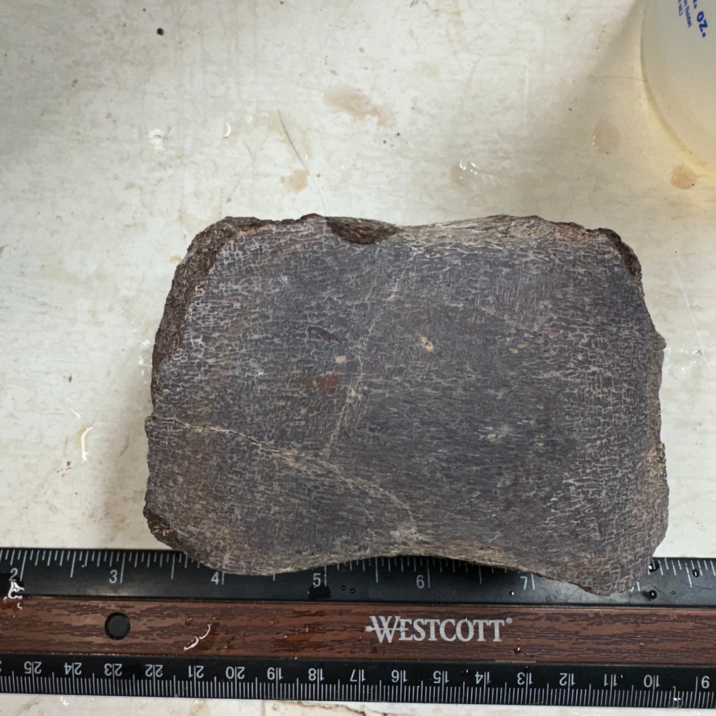 GEMBONE Dinosaur Bone Faced Rough - 1.89 Pounds