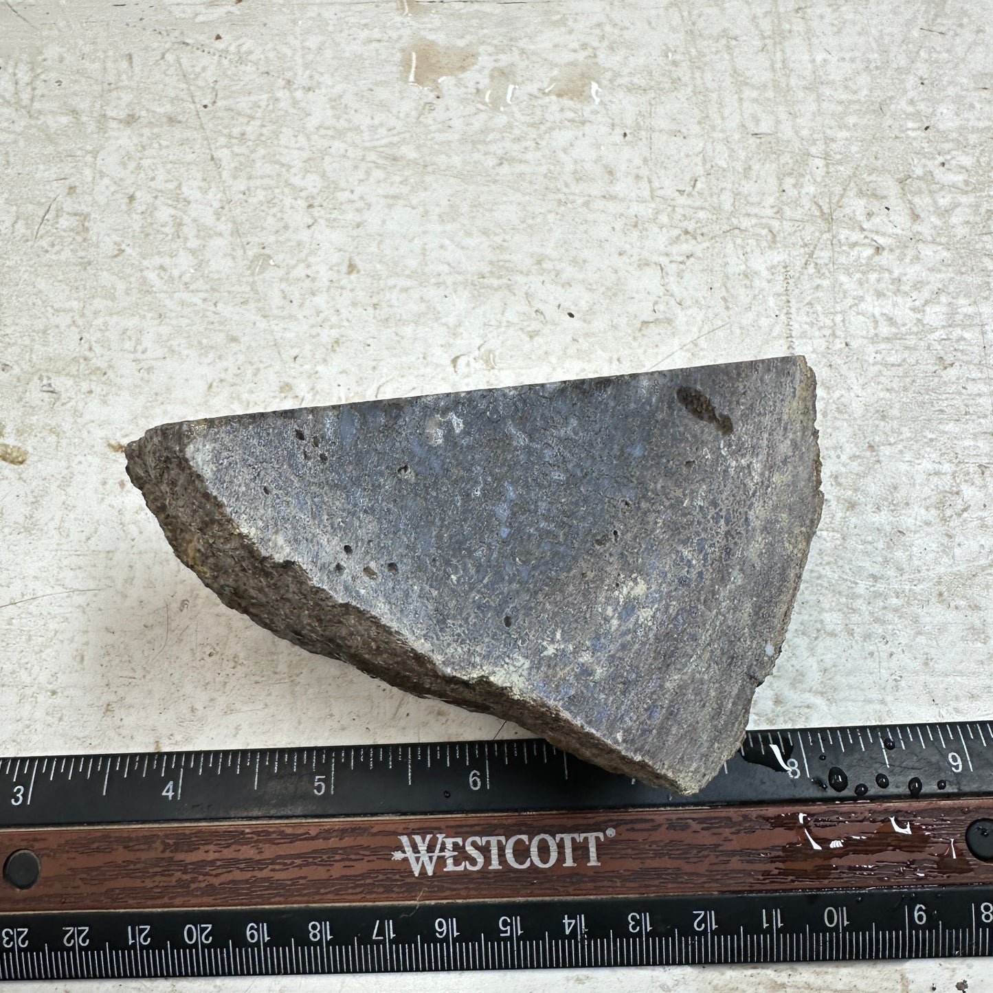 GEMBONE Dinosaur Bone Faced Rough - 0.81 Pounds