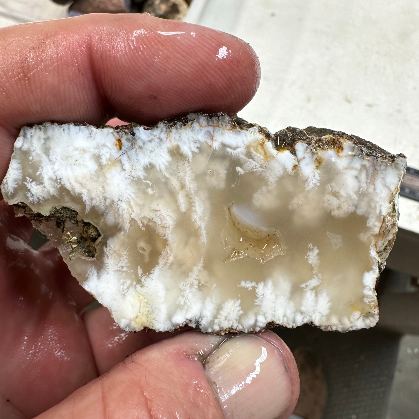 NEVADA POINT PLUME AGATE Faced Rough - 0.52 Pounds