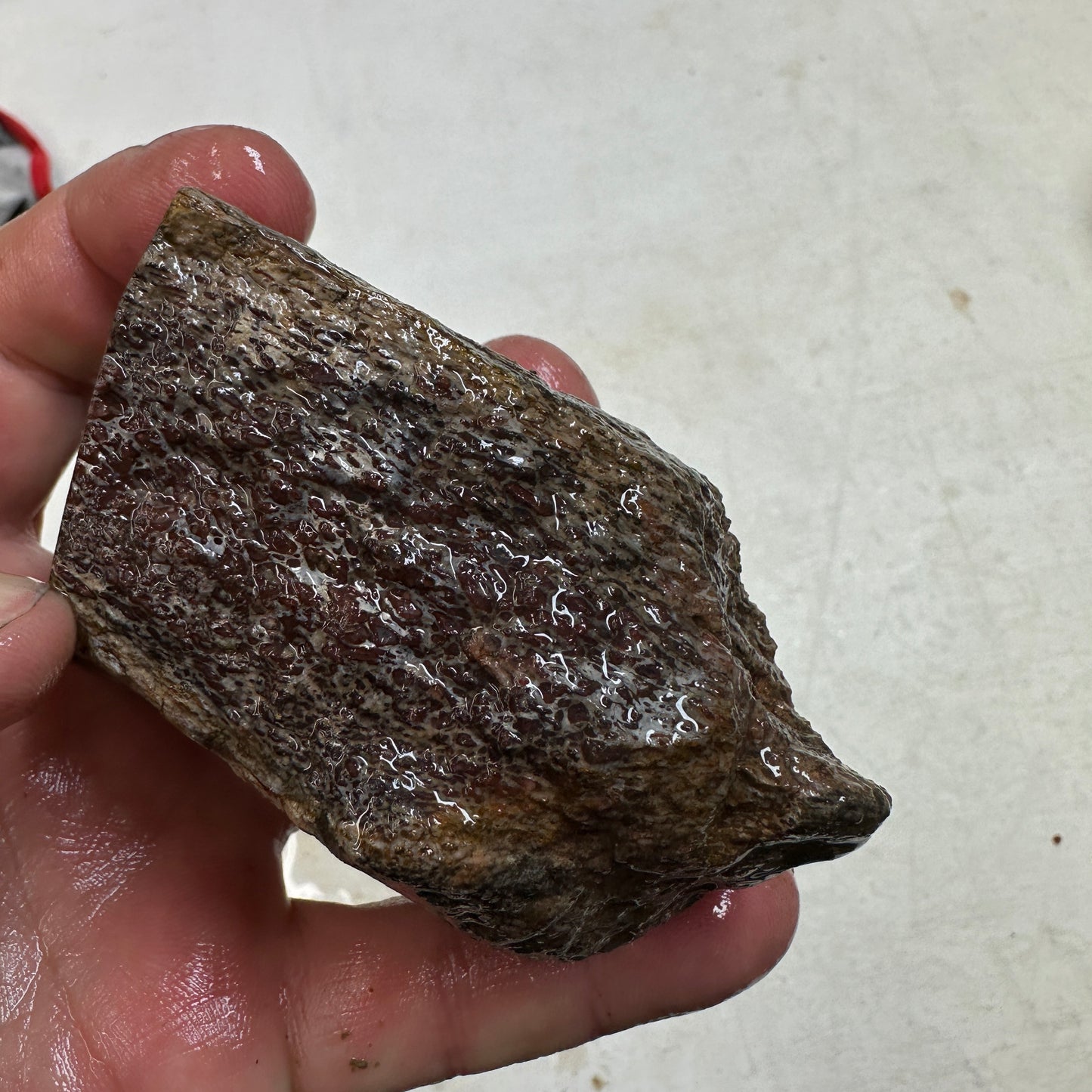 GEMBONE Dinosaur Bone Faced Rough - 0.98 Pounds