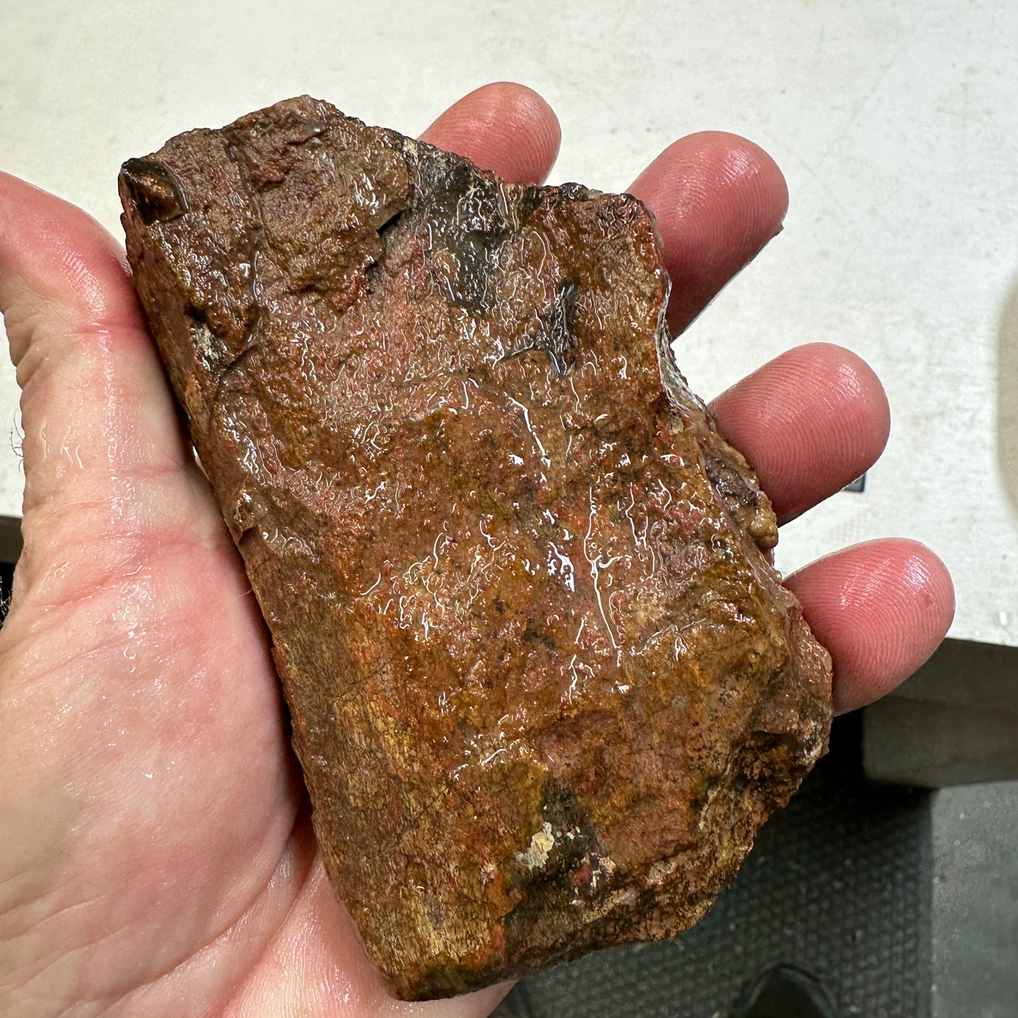 GEMBONE Dinosaur Bone Faced Rough - 16.7 ounces