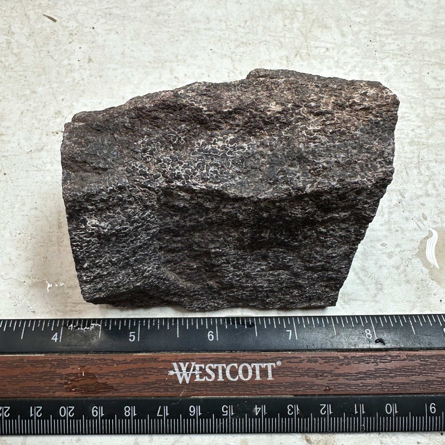 GEMBONE Dinosaur Bone Faced Rough - 1.28 Pounds