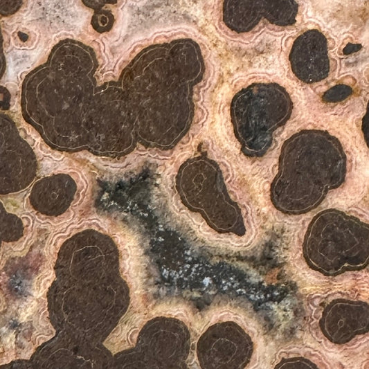 MOROCCAN SEAM AGATE Faced Rough - 0.94 Pounds