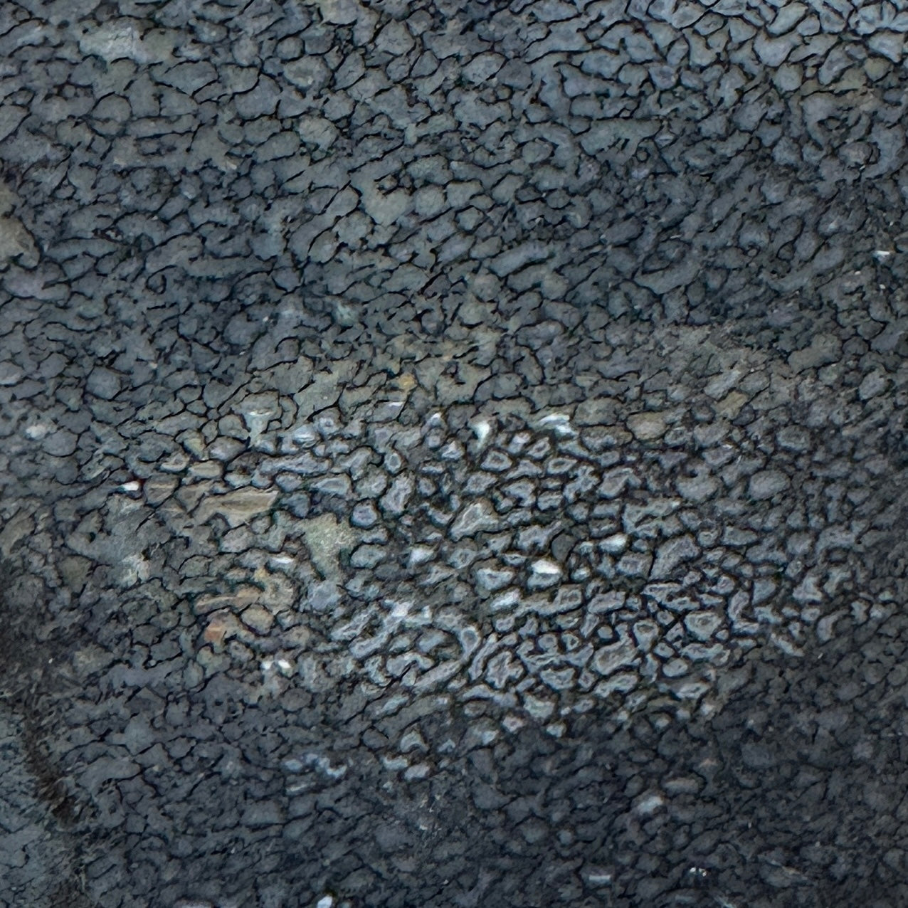 GEMBONE Dinosaur Bone Slab - 222 grams