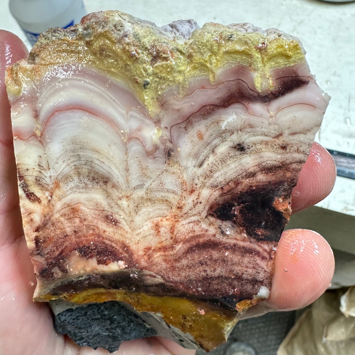 WINDY MOUNTAIN AGATE Rough - 1.42 Pounds