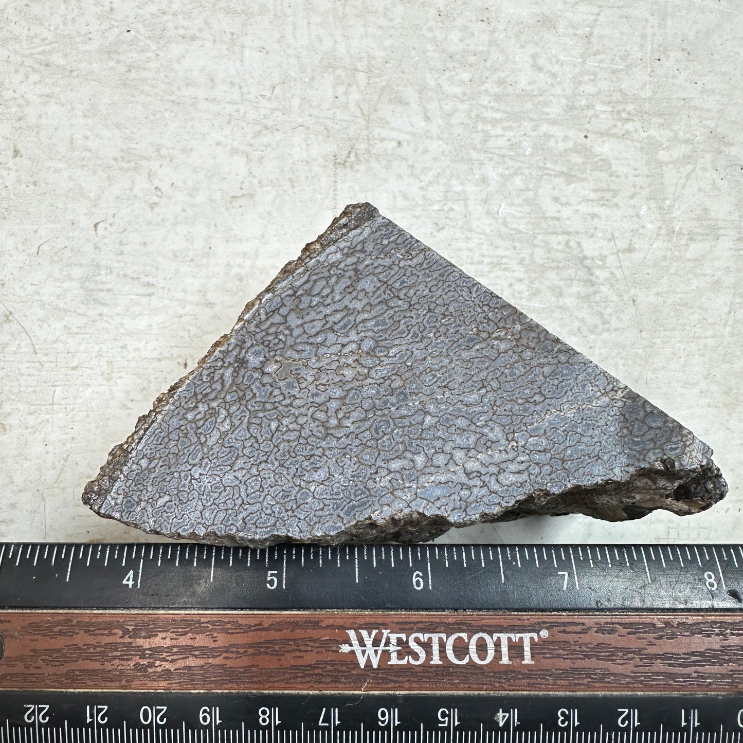 GEMBONE Dinosaur Bone Faced Rough - 1.22 Pounds