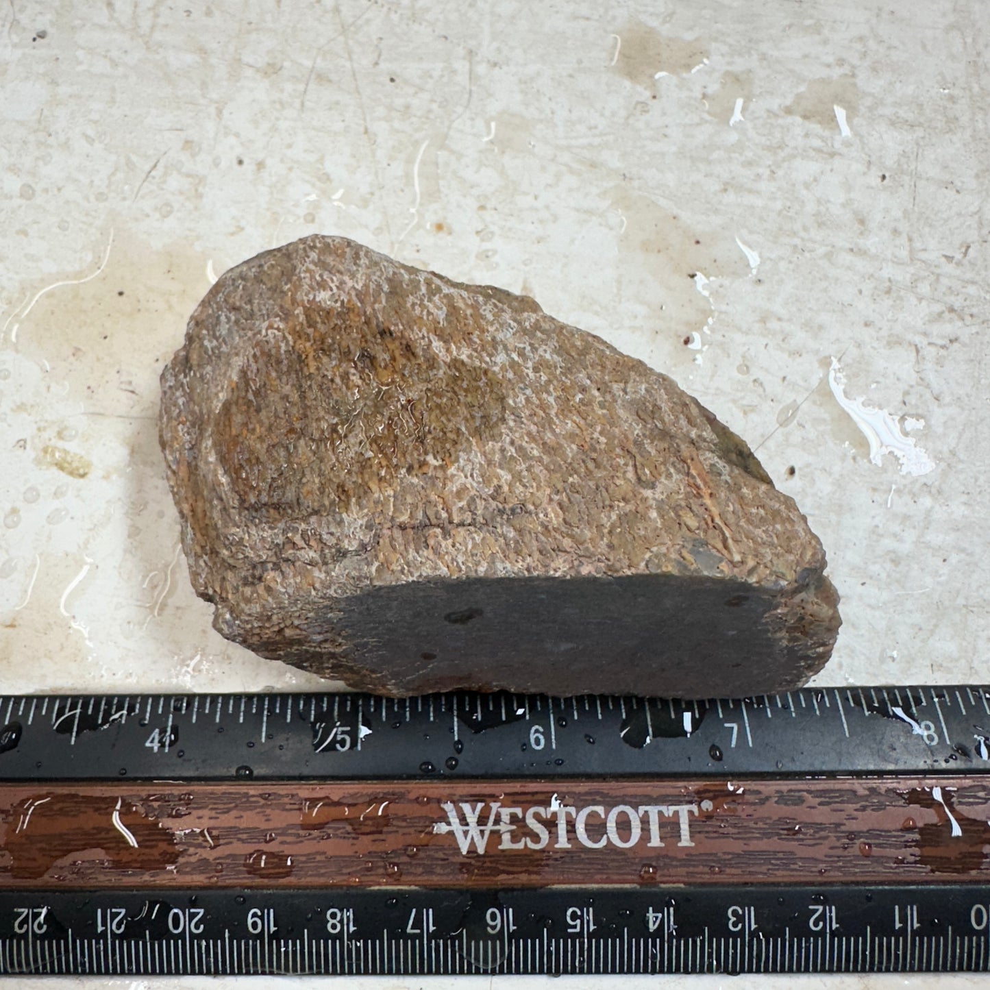 GEMBONE Dinosaur Bone Faced Rough - 0.45 Pounds