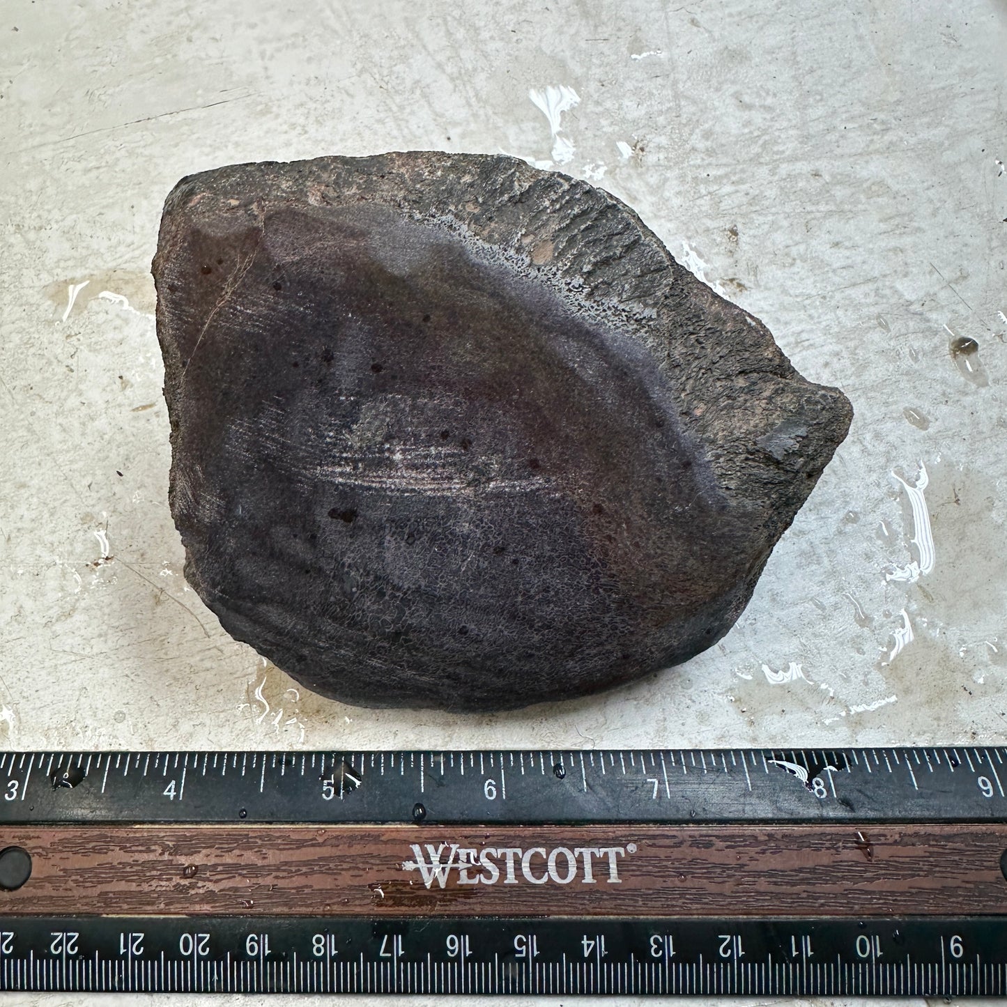 GEMBONE Dinosaur Bone Faced Rough - 1.21 Pounds