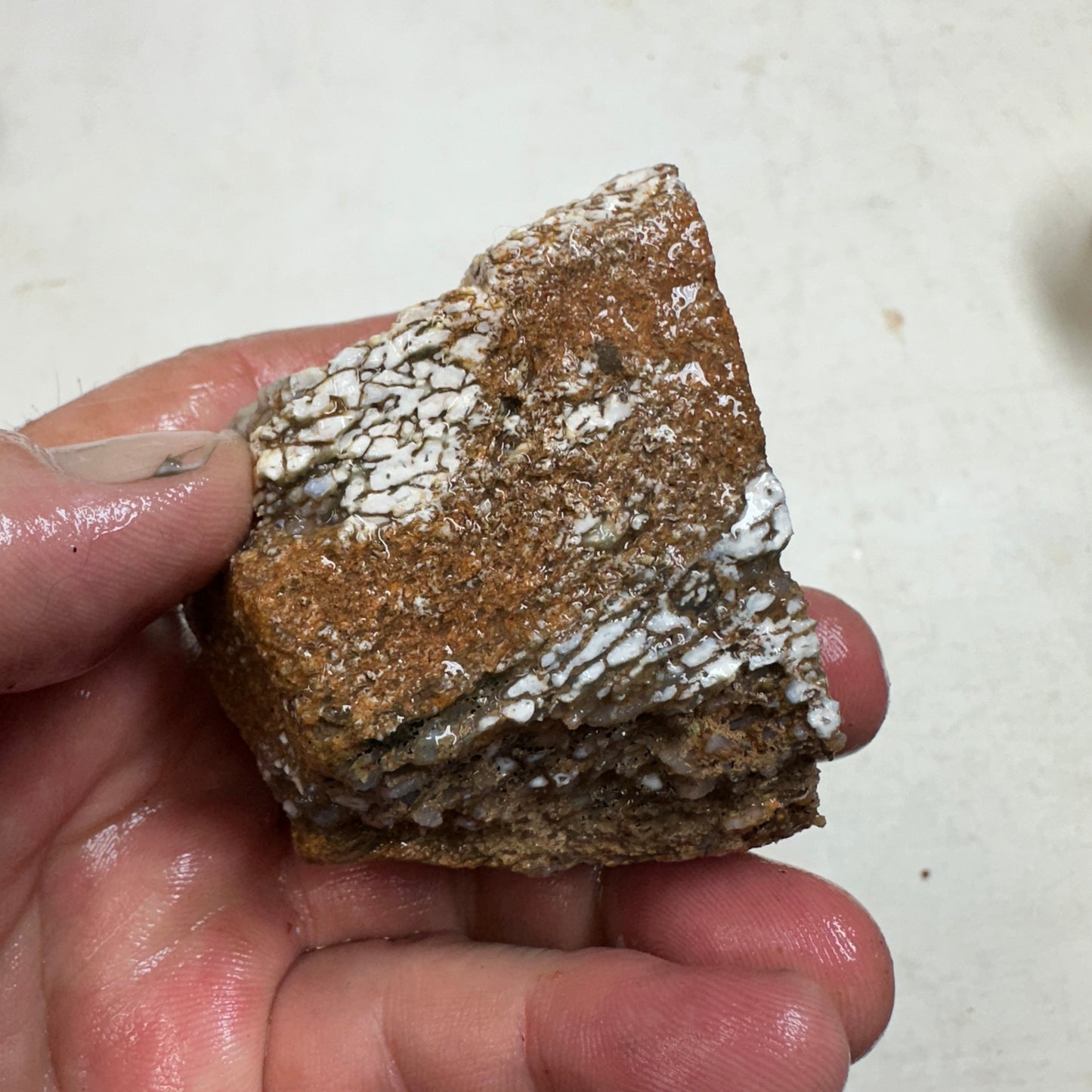 GEMBONE Dinosaur Bone Faced Rough - 0.46 Pounds