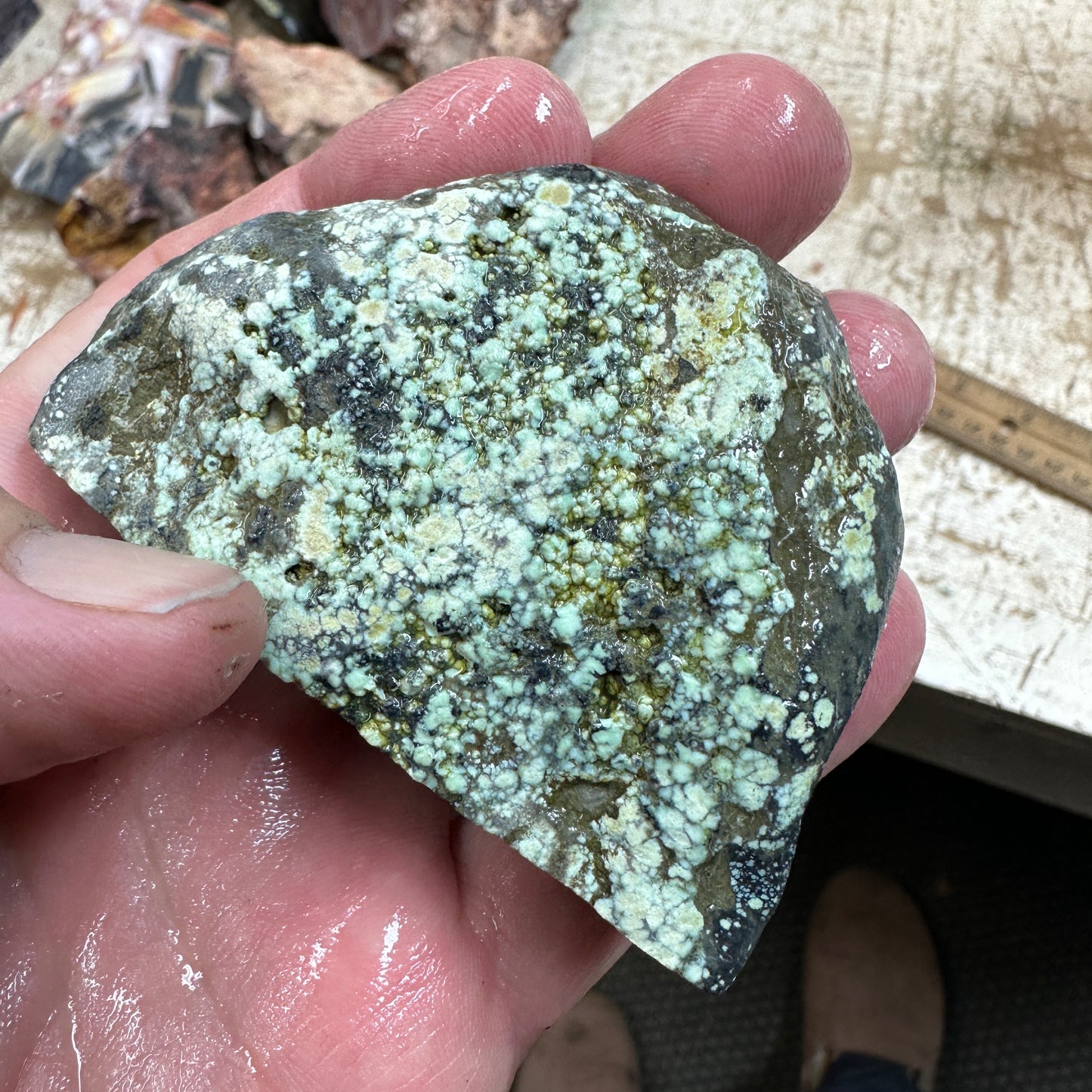 195 gram ANGELWING Variscite rough