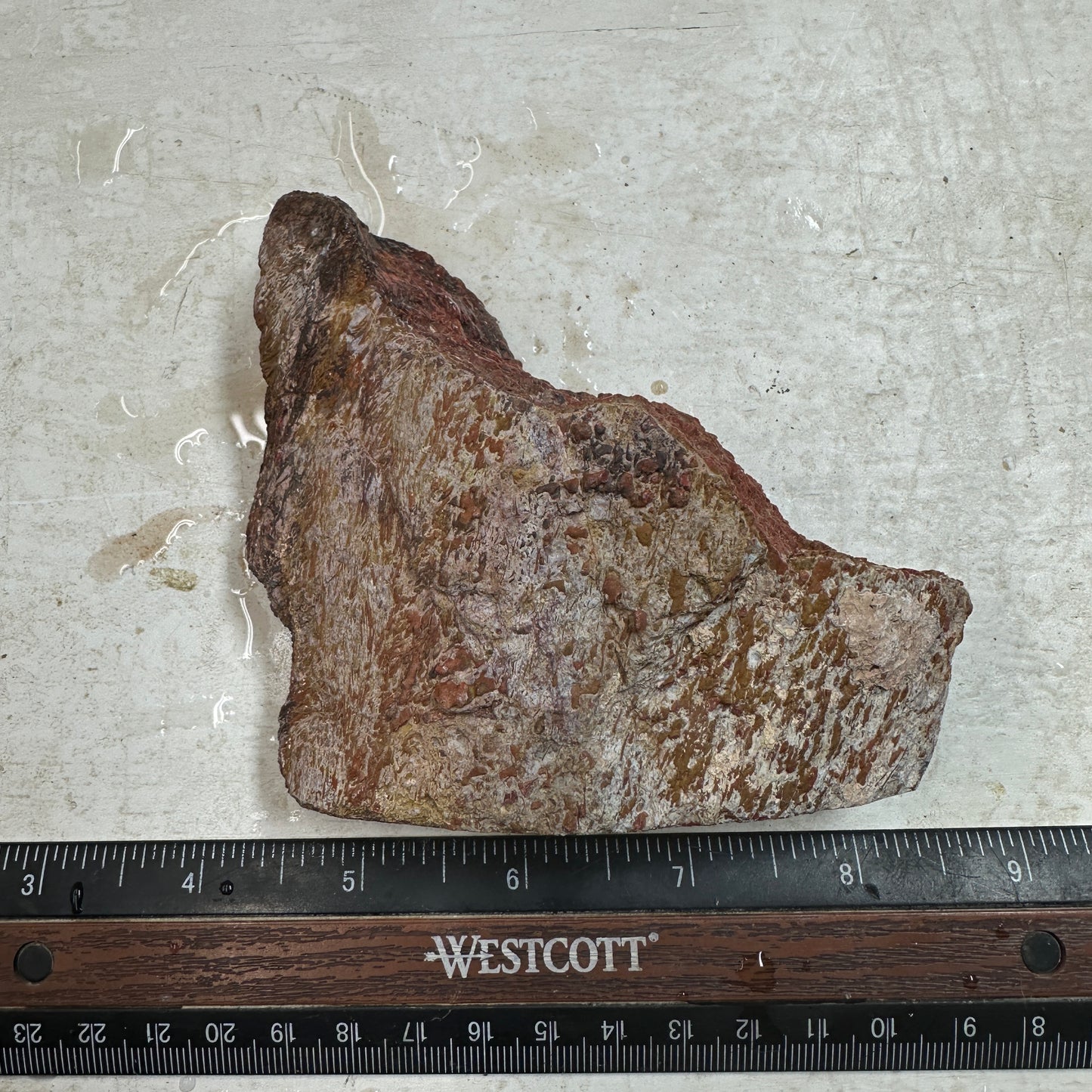 GEMBONE Dinosaur Bone Faced Rough - 13.9 ounces