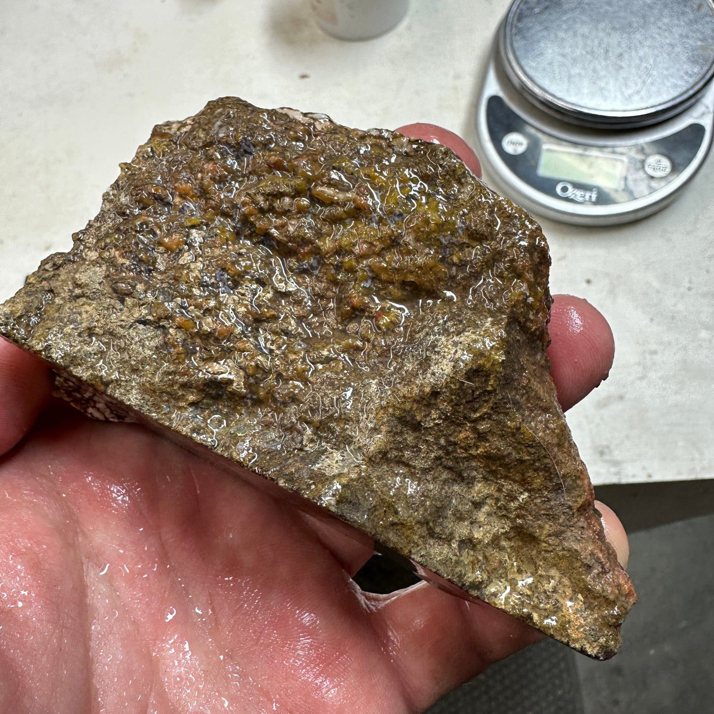 GEMBONE Dinosaur Bone Faced Rough - 0.70 Pounds