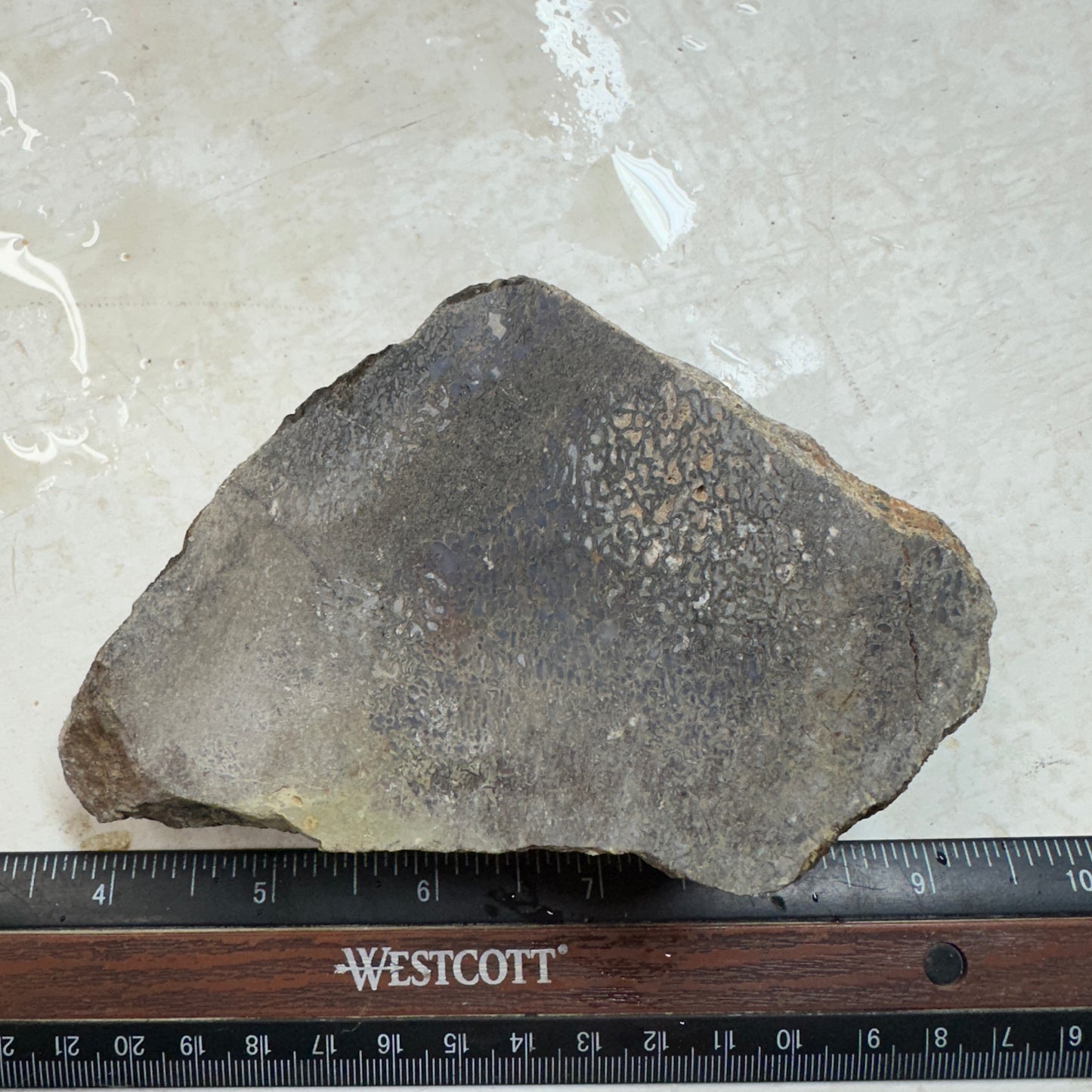 GEMBONE Dinosaur Bone Faced Rough - 1.10 Pounds