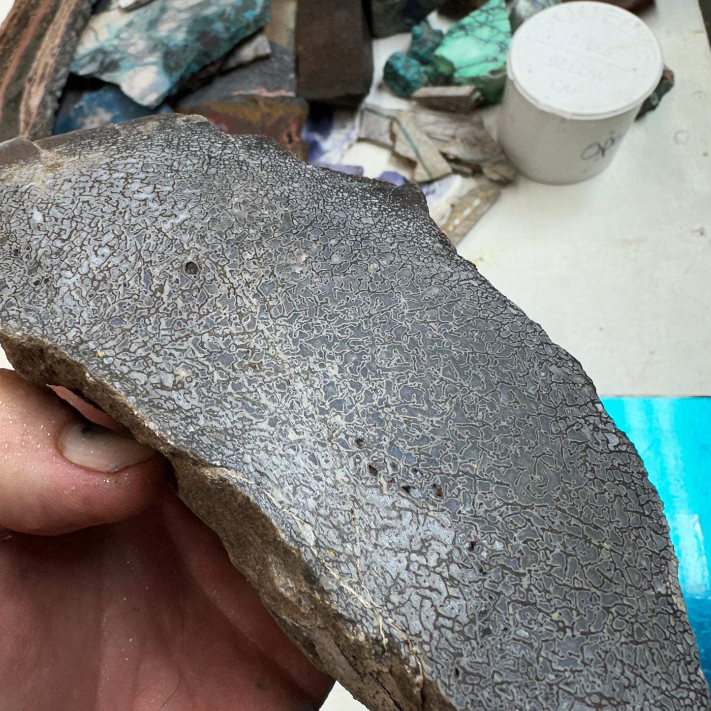 GEMBONE Dinosaur Bone Faced Rough - 2.63 Pounds