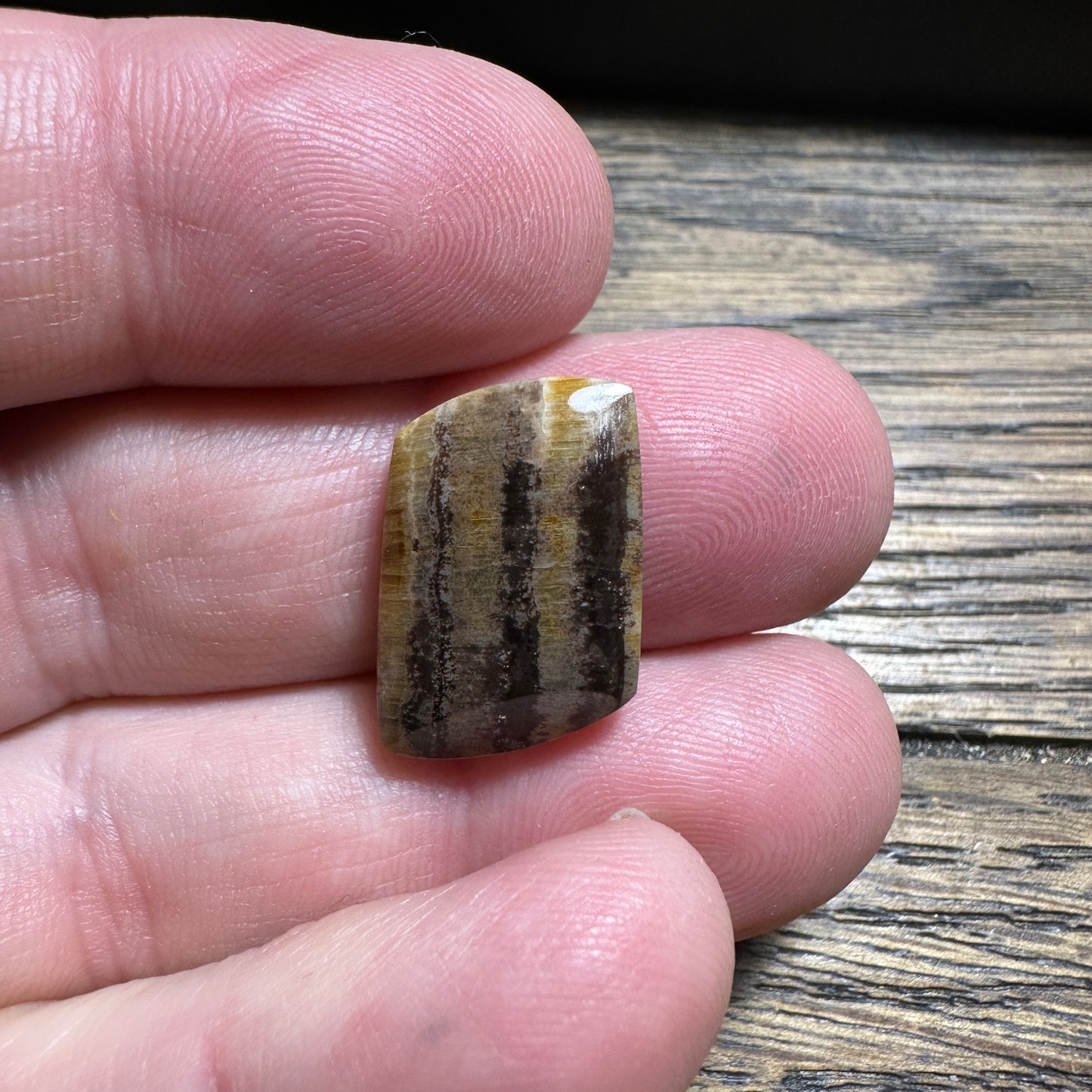 PETRIFIED WOOD cabochon