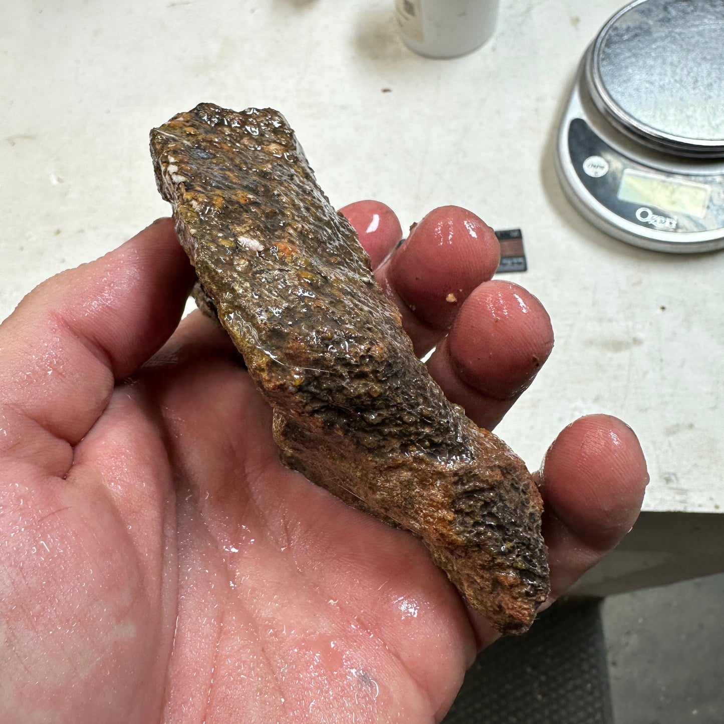 GEMBONE Dinosaur Bone Faced Rough - 0.70 Pounds