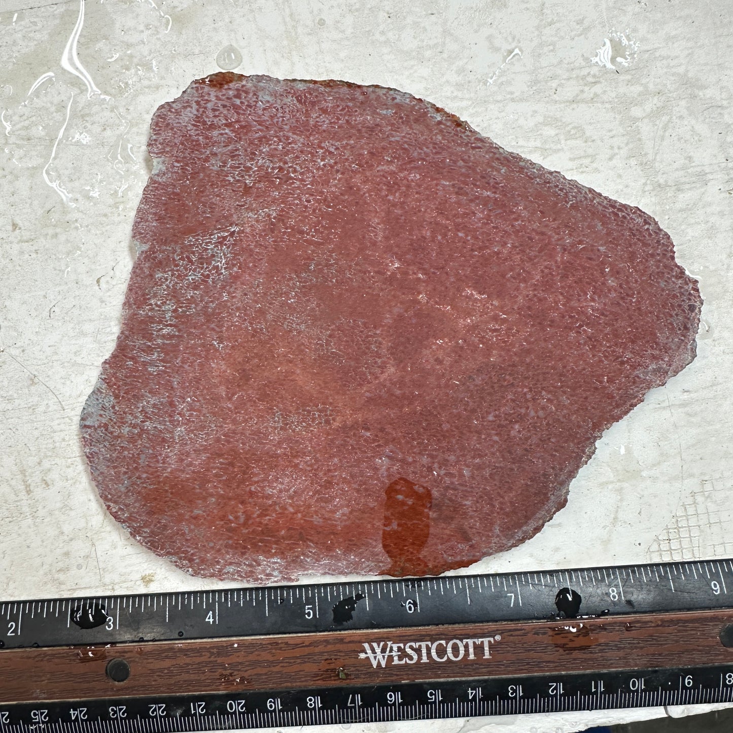 GEMBONE Dinosaur Bone Slab - 237 grams