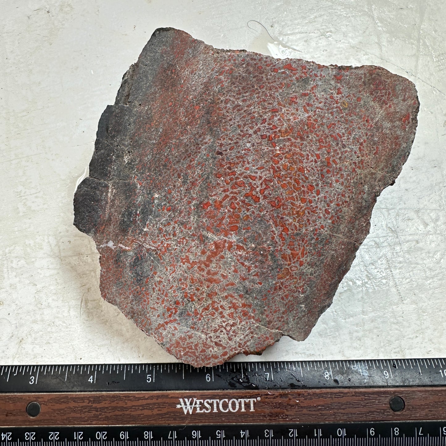 GEMBONE Dinosaur Bone Faced Rough - 2.45 Pounds