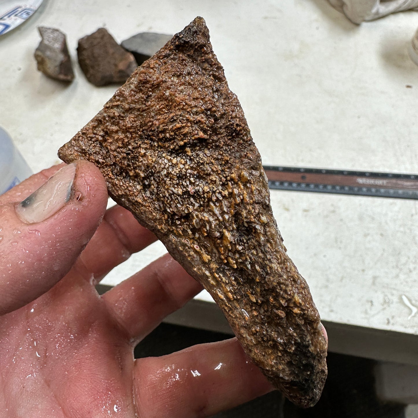 GEMBONE Dinosaur Bone Faced Rough - 0.74 Pounds