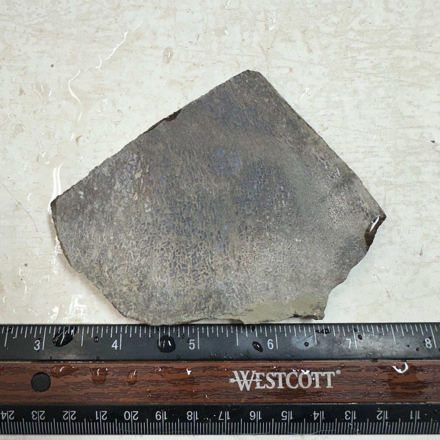 GEMBONE Dinosaur Bone Slab - 115 grams