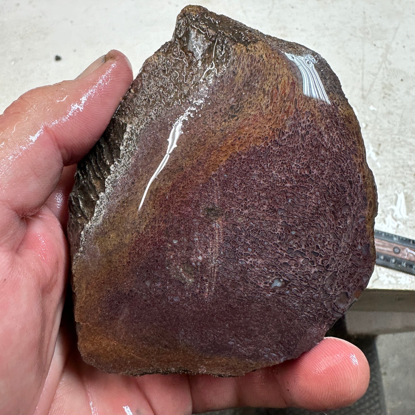 GEMBONE Dinosaur Bone Faced Rough - 1.21 Pounds