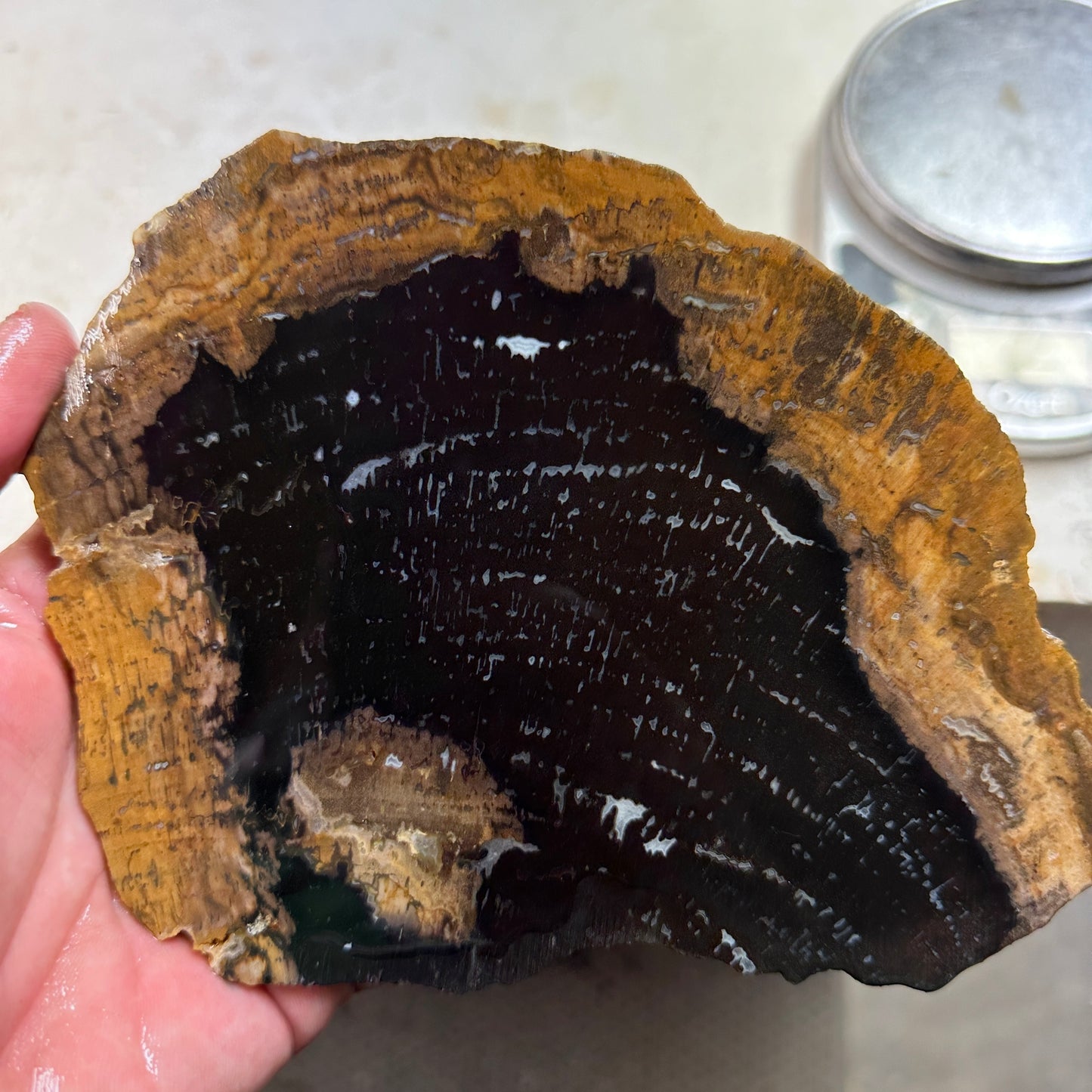 POCKET ROT PETRIFIED WOOD Slab - 333 grams