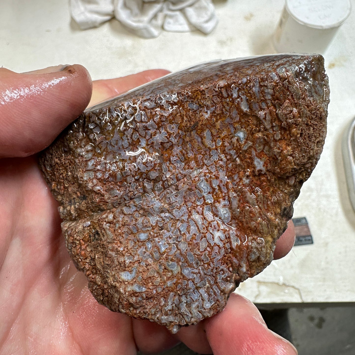 GEMBONE Dinosaur Bone Faced Rough - 0.81 Pounds