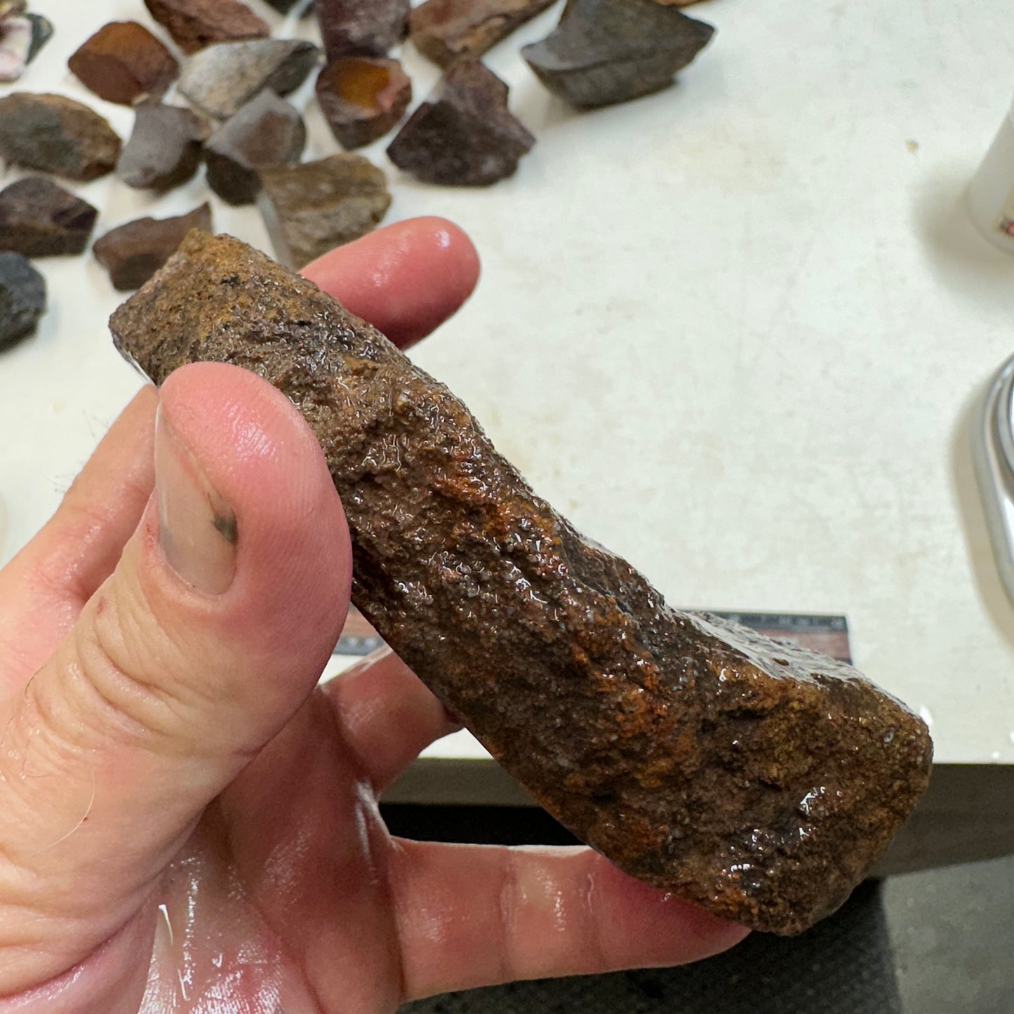 GEMBONE Dinosaur Bone Faced Rough - 16.0 ounces