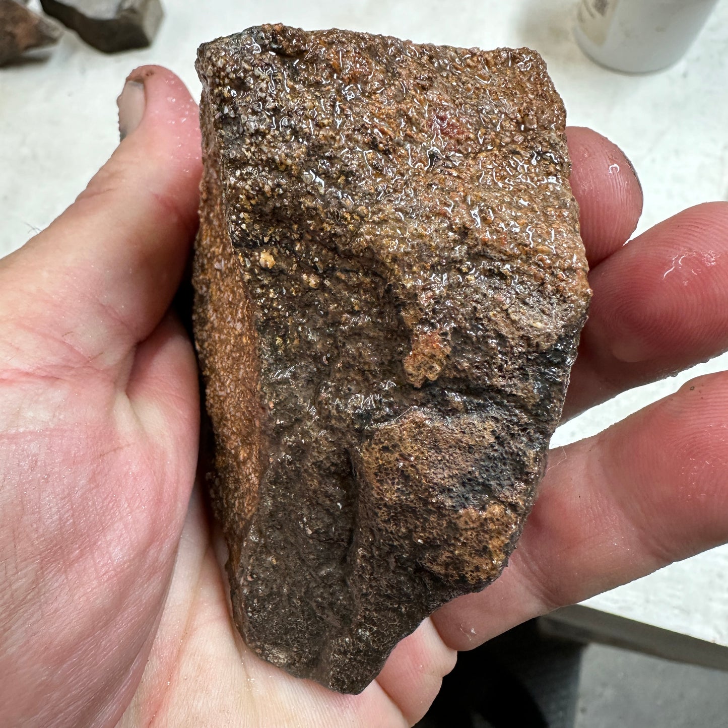 GEMBONE Dinosaur Bone Faced Rough - 0.61 Pounds