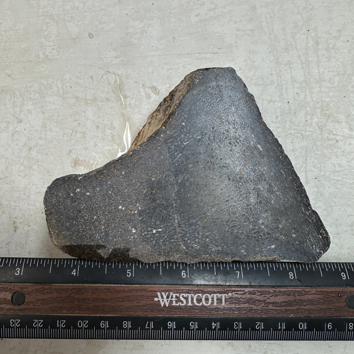 GEMBONE Dinosaur Bone Faced Rough - 24.2 ounces