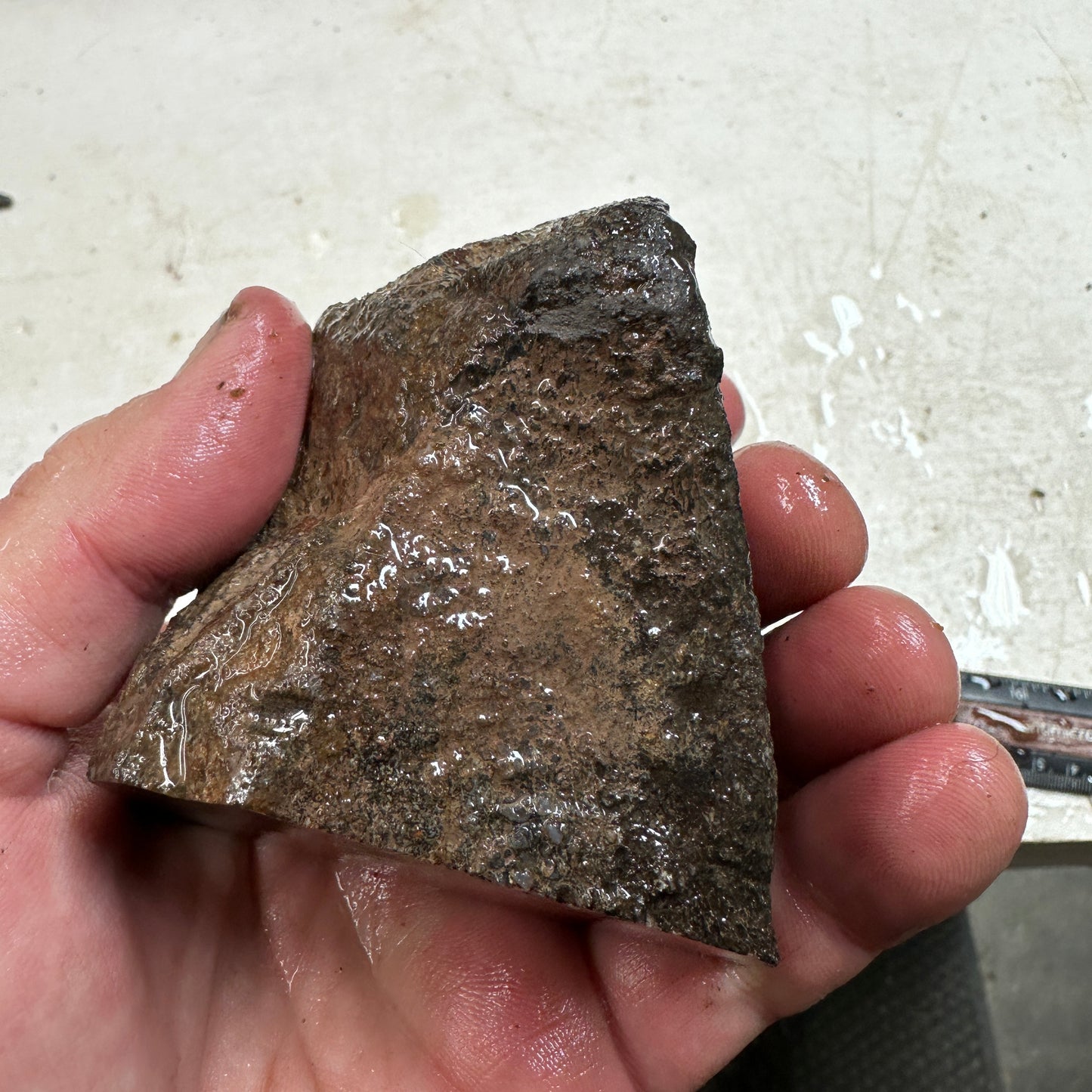 GEMBONE Dinosaur Bone Faced Rough - 0.83 Pounds