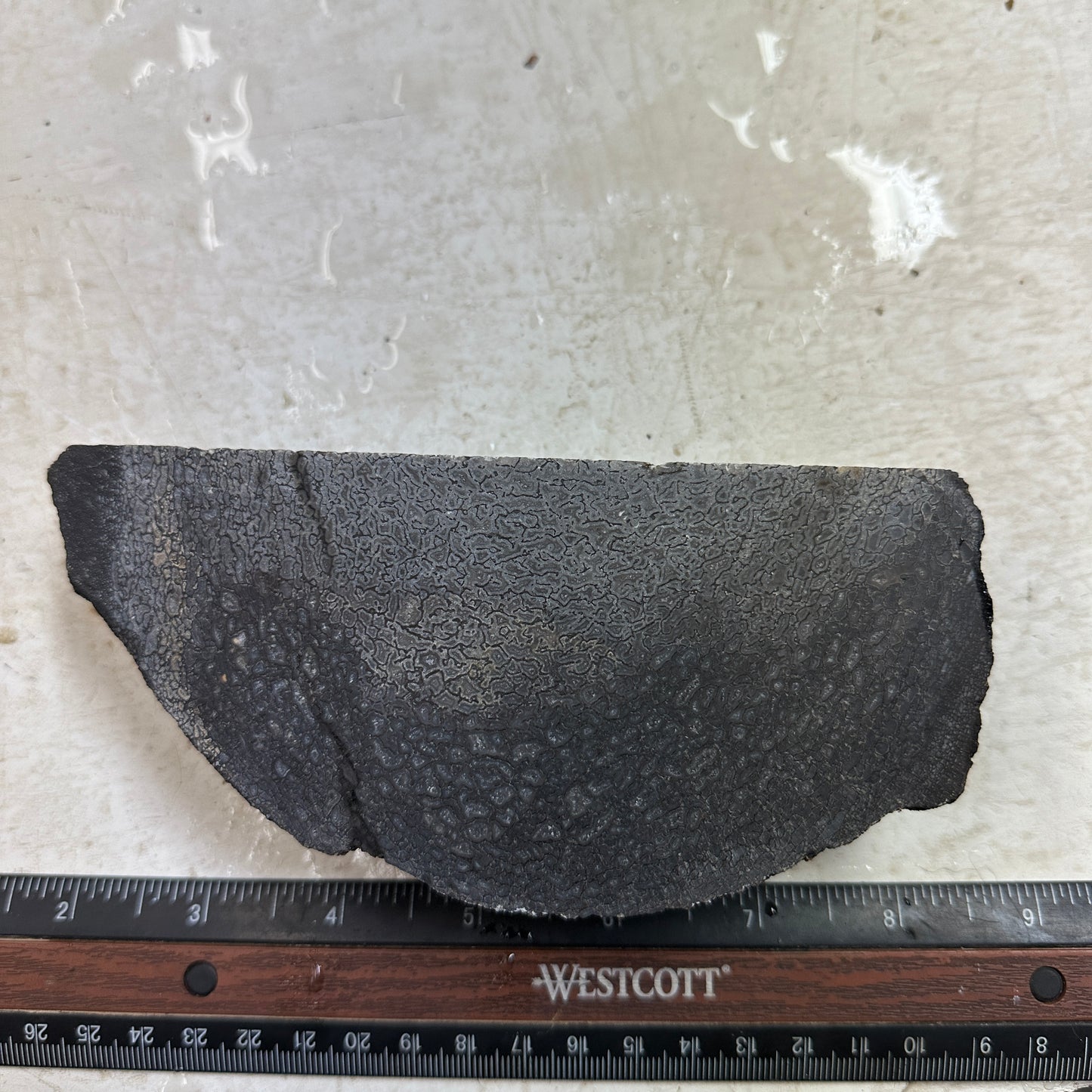 GEMBONE Dinosaur Bone Faced Rough - 1.69 Pounds